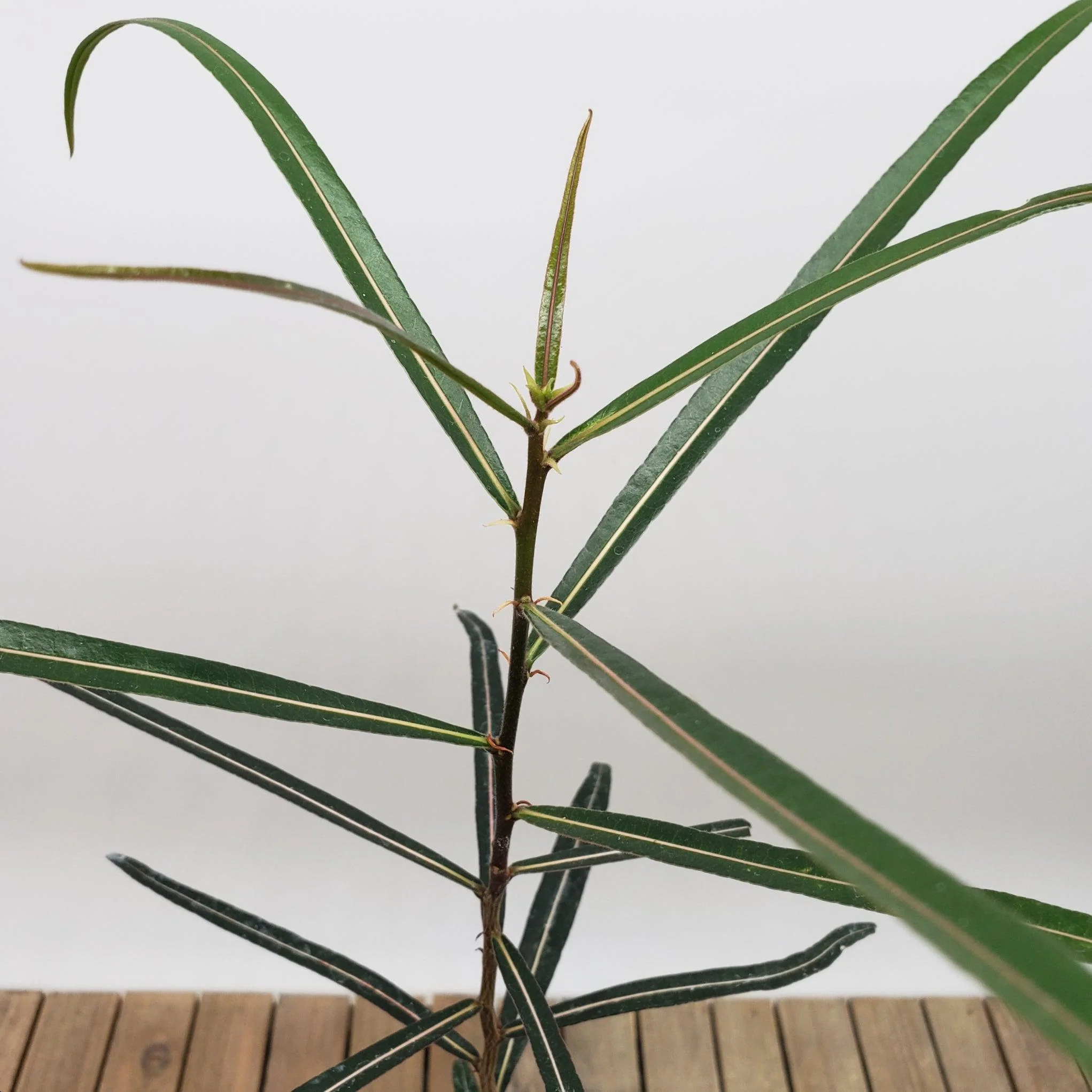 Queensland Bottle Tree 'Brachychiton rupestris'