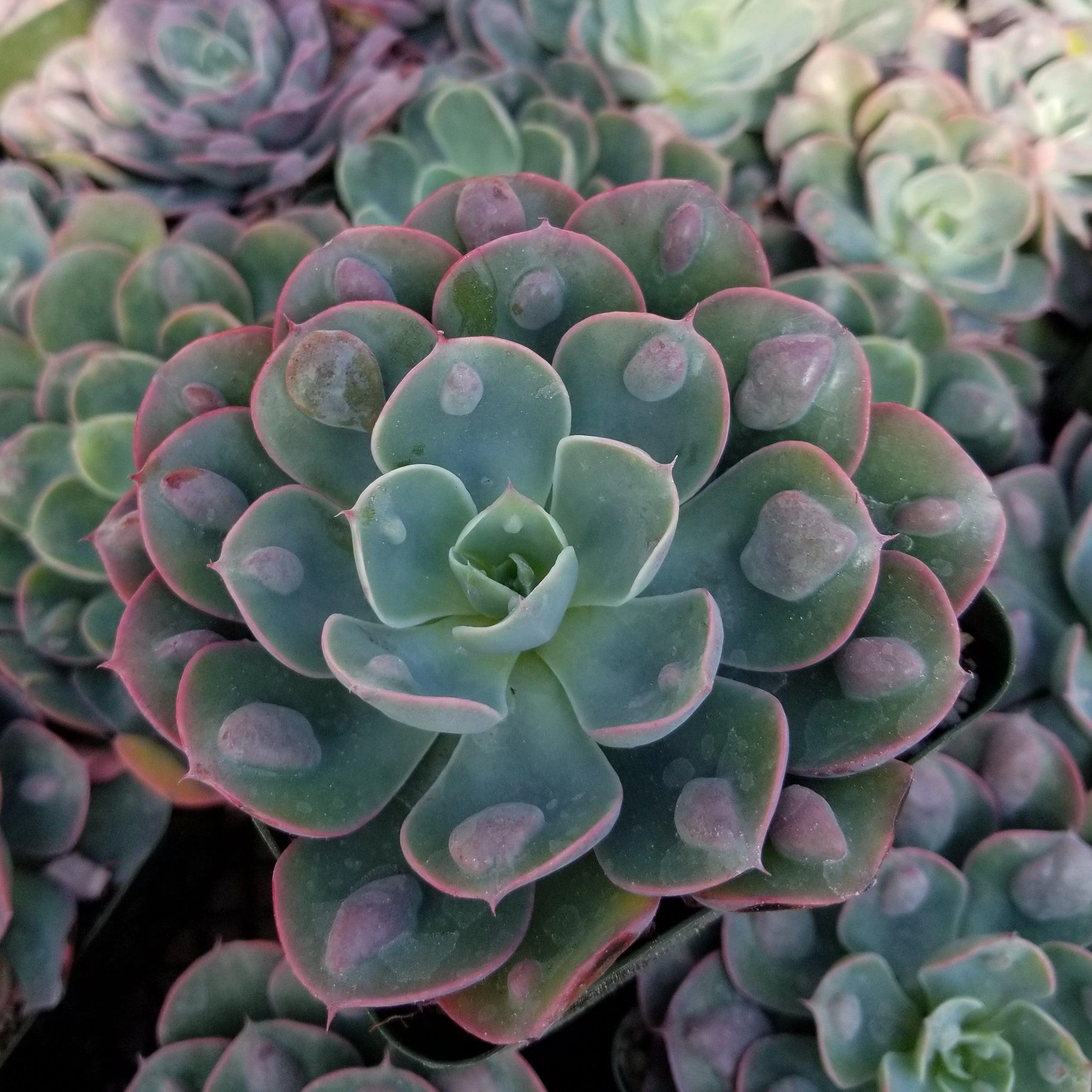 Echeveria Rain Drops