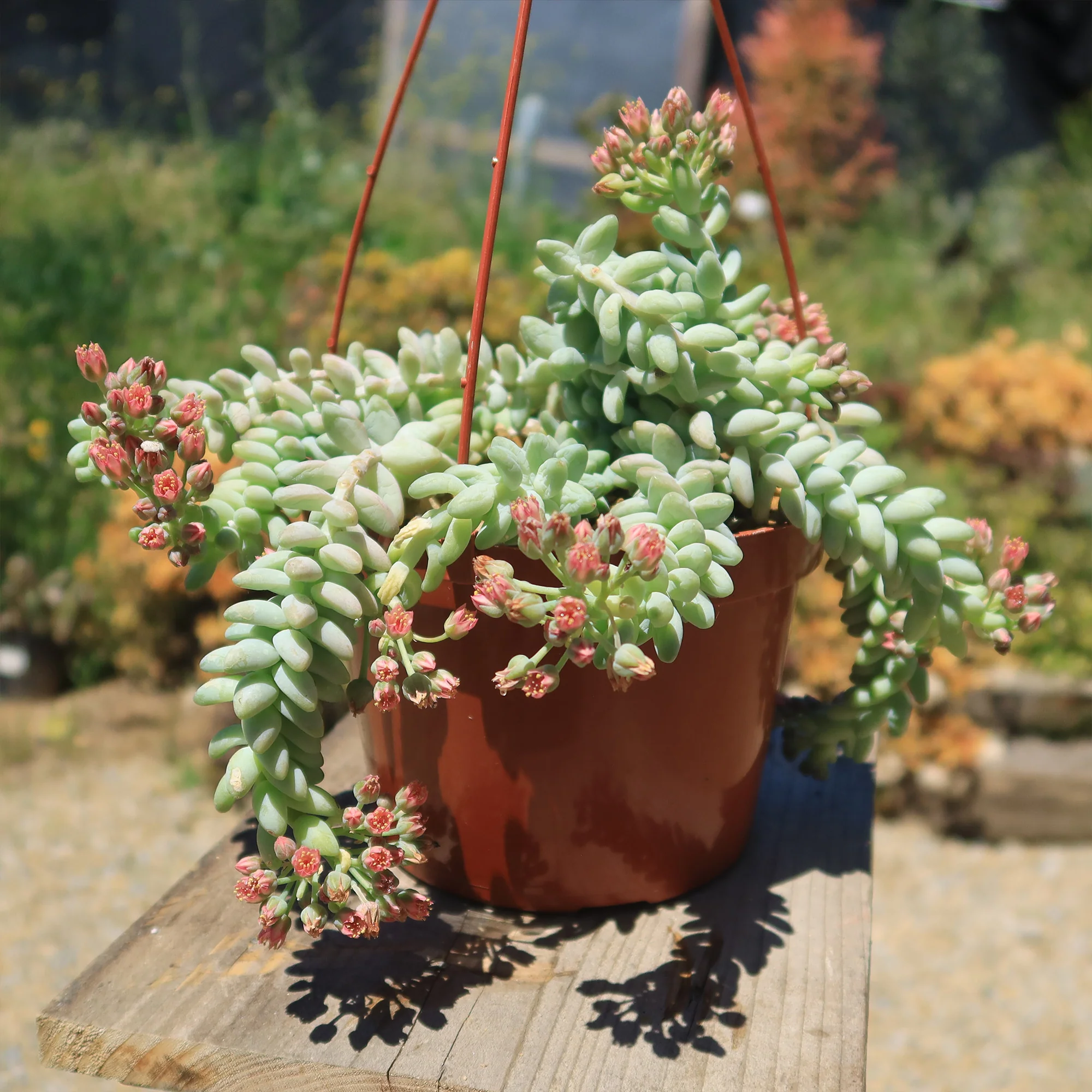 Burro��s Tail Succulent - Sedum morganianum ��Burrito��