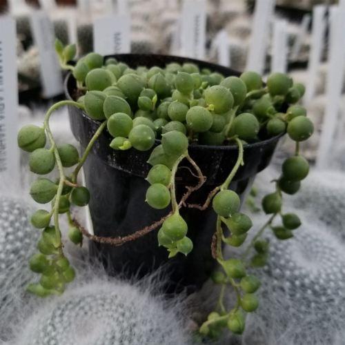 String of Pearls 'Senecio rowleyanus'