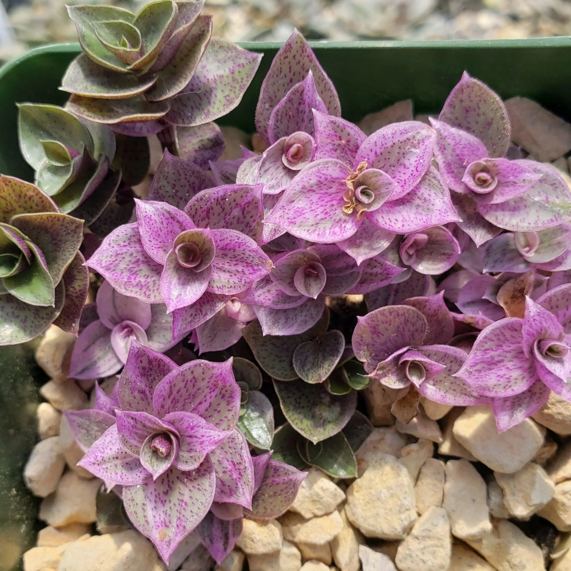 Pink Lady - Turtle Vine 'Callisia repens variegated'