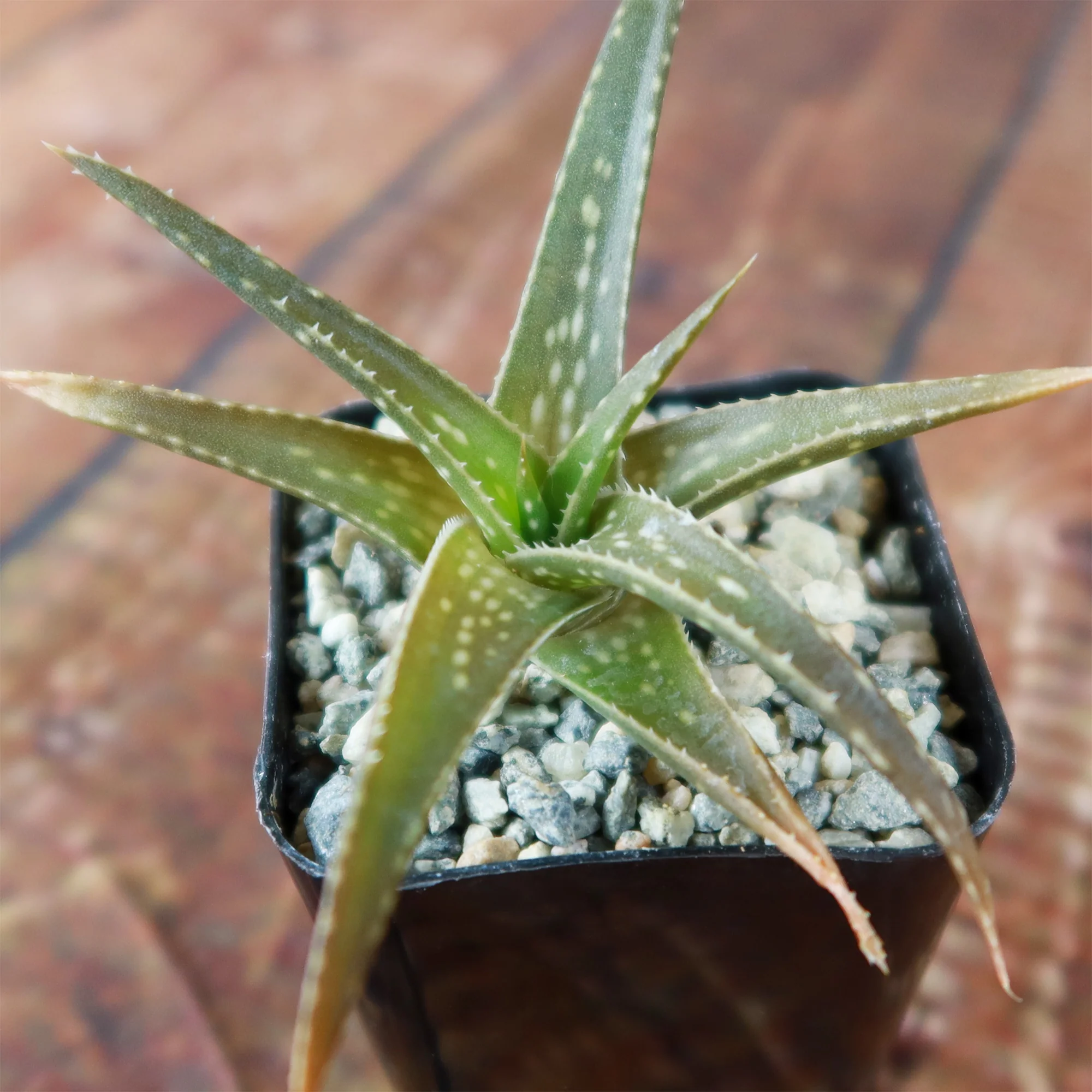 Aloe firebird hybrid