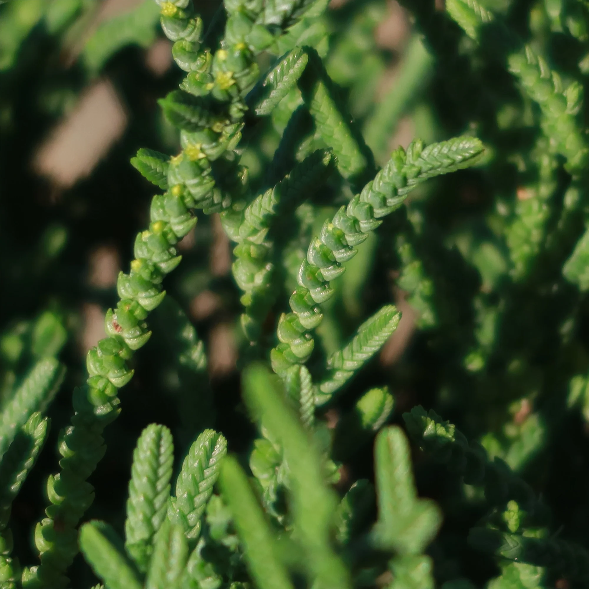 Watch Chain 'Crassula muscosa lycopodioides'