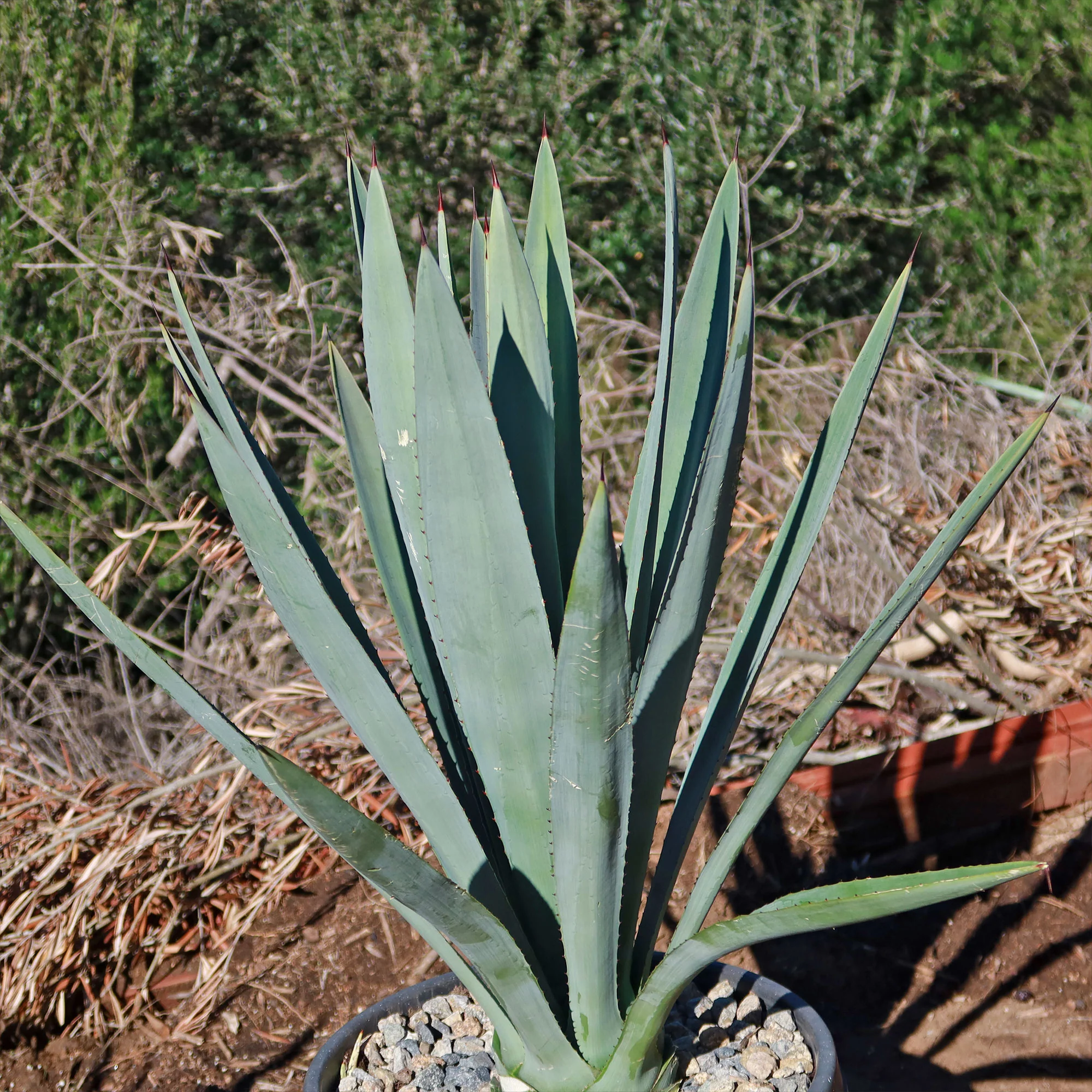Blue agave - Agave Tequilana 'Tequila Plant'