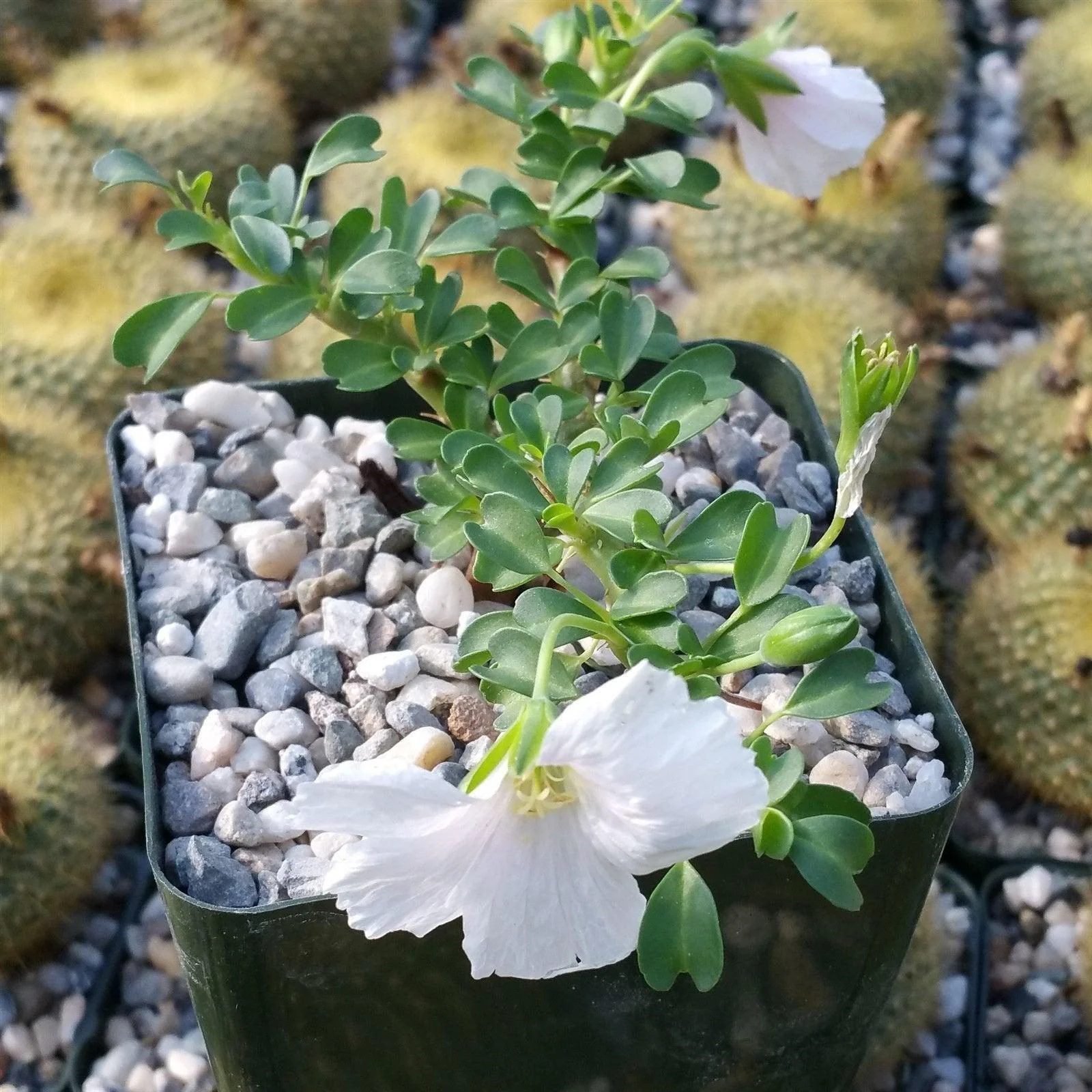 Sarcocaulon vanderietiae