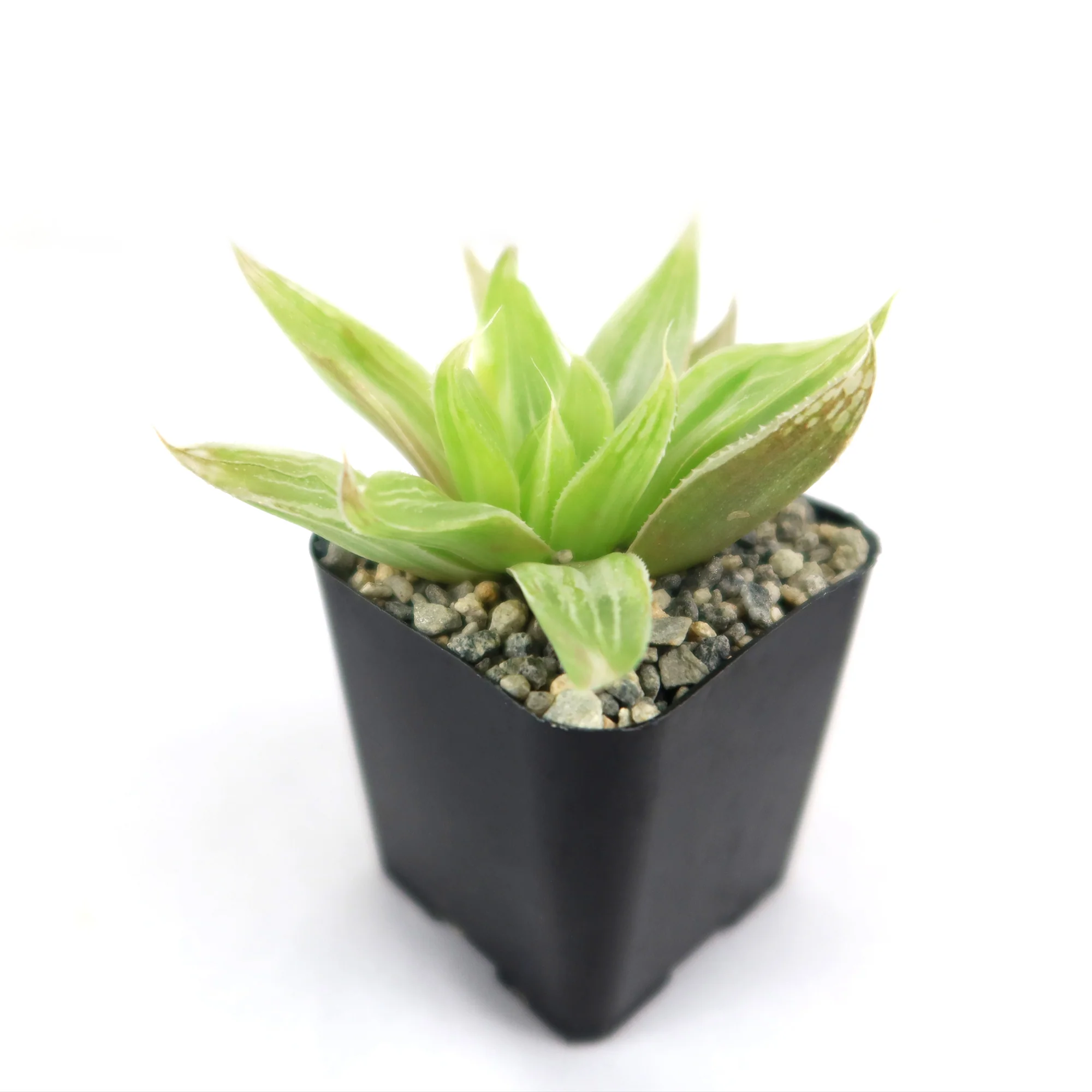 Haworthia  White Ghost