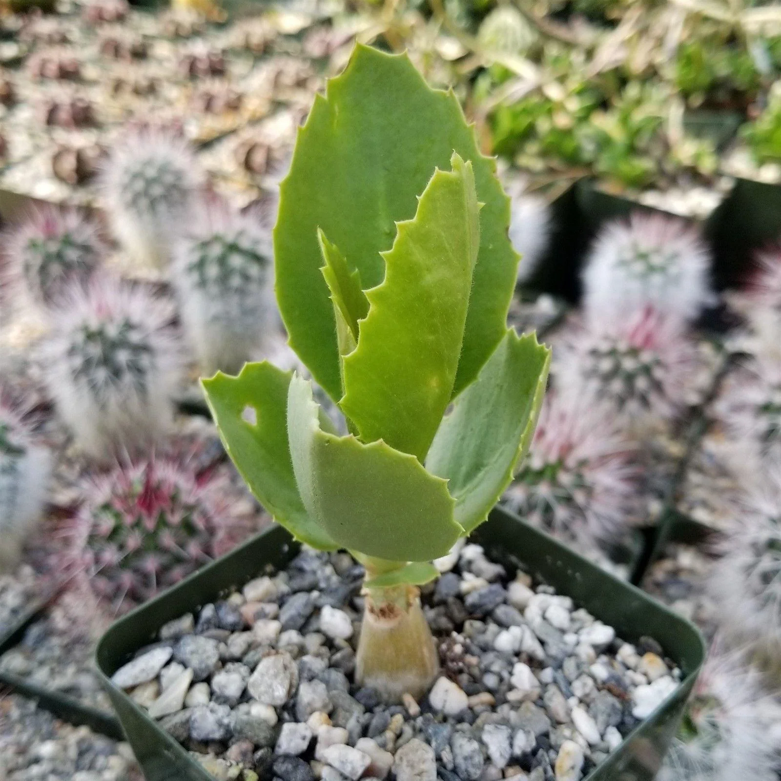 Cyphostemma cirrhosum