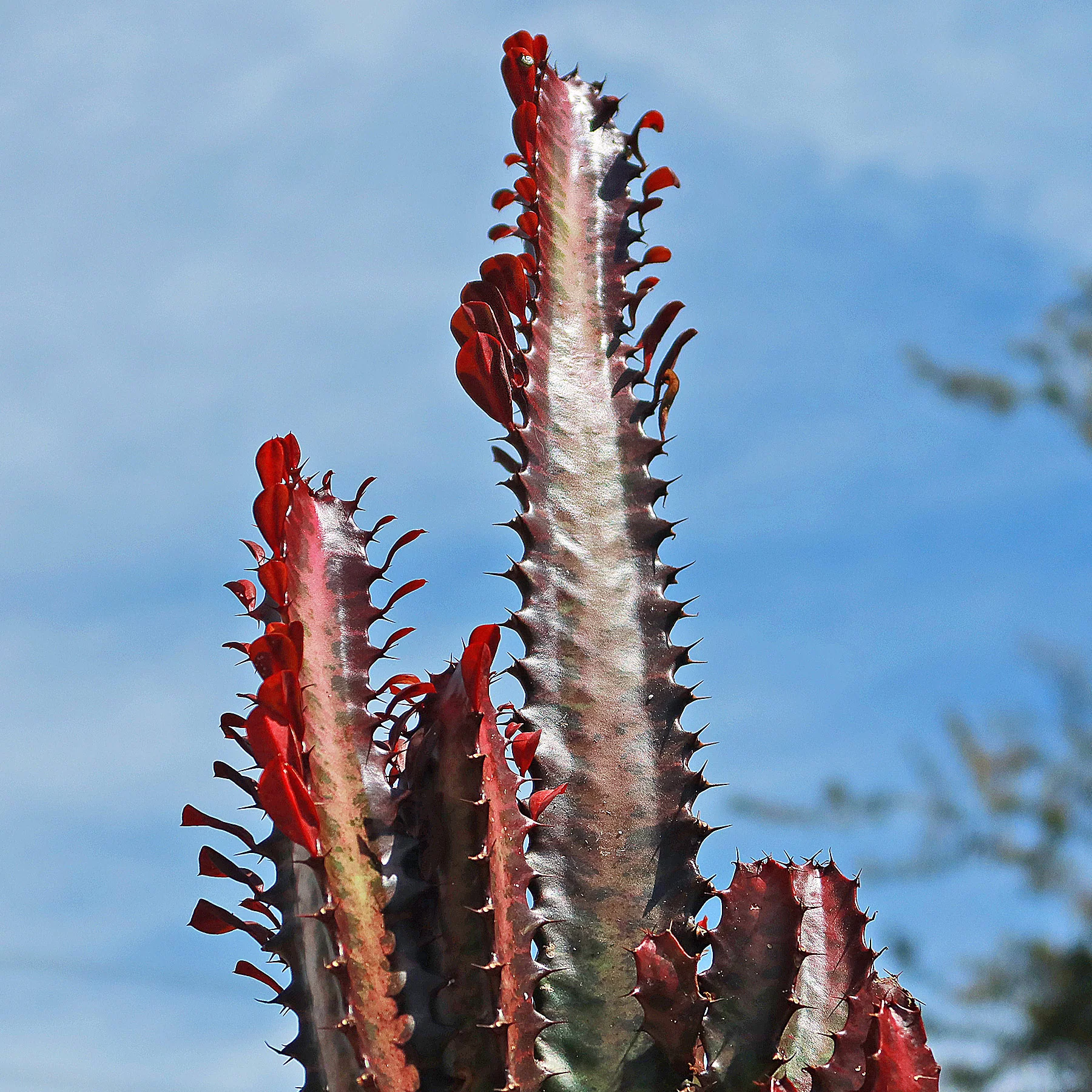 African Milk Tree - Euphorbia trigona 'Rubra'