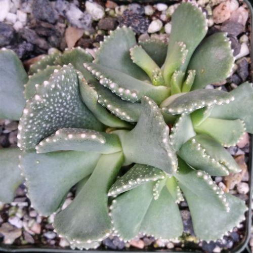 Aloinopsis malherbei