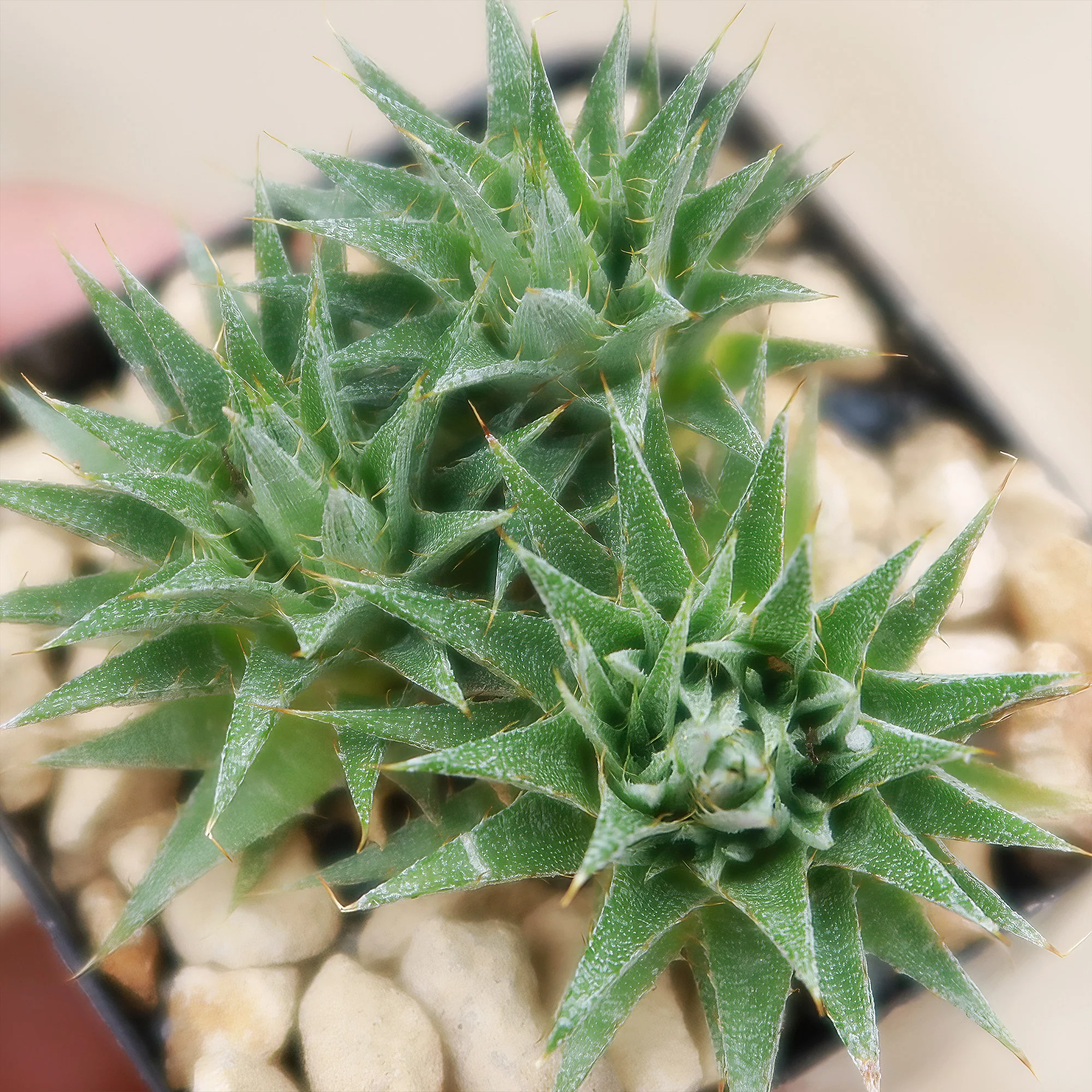 Abromeitiella chlorantha