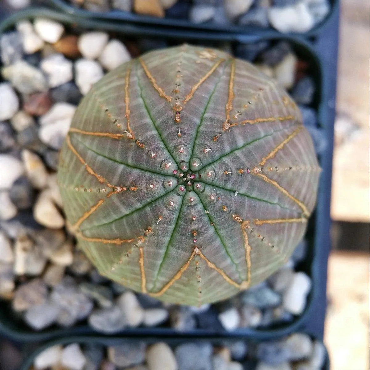 Baseball Plant 'Euphorbia obesa'