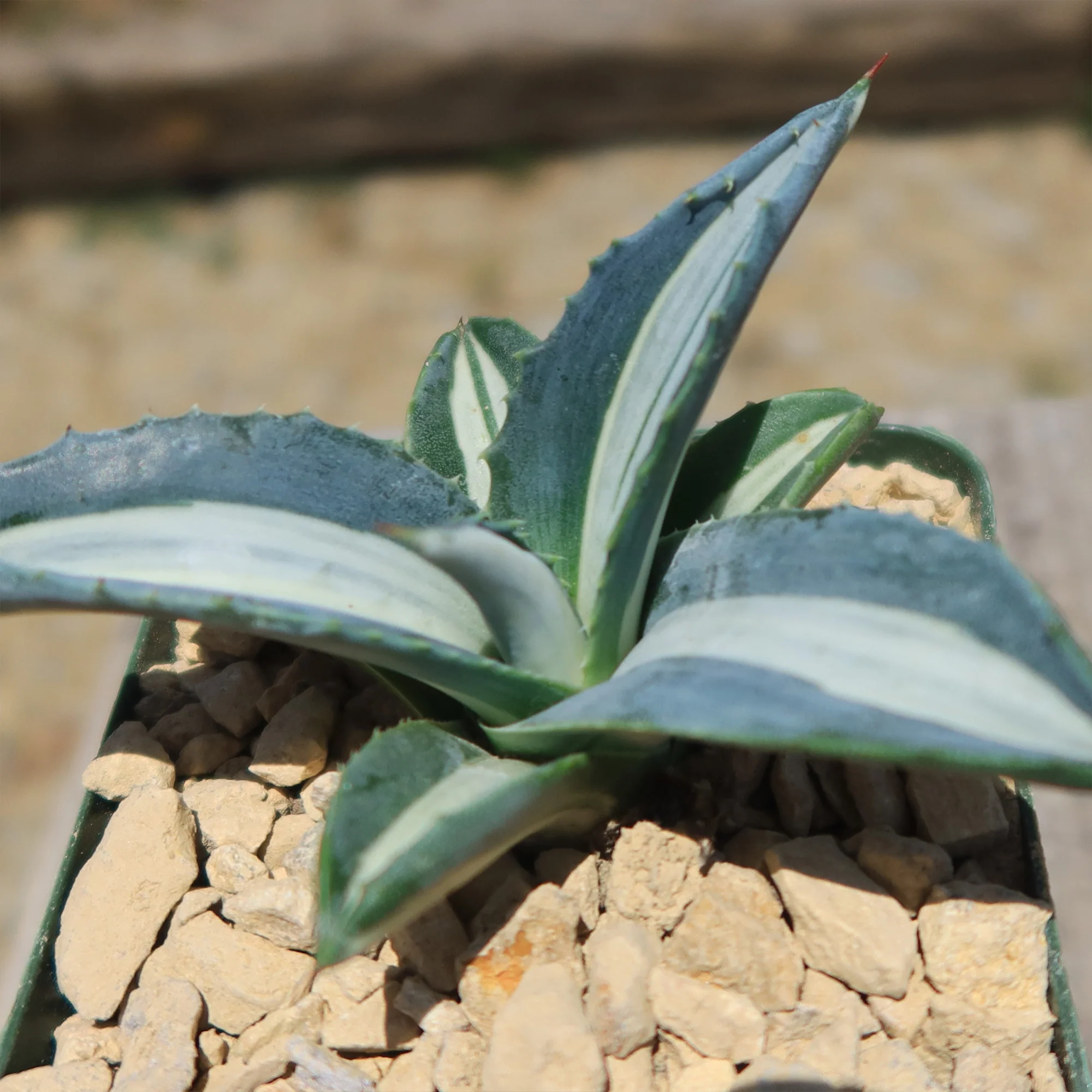 Agave mediopicta alba �C White Striped Century Plant