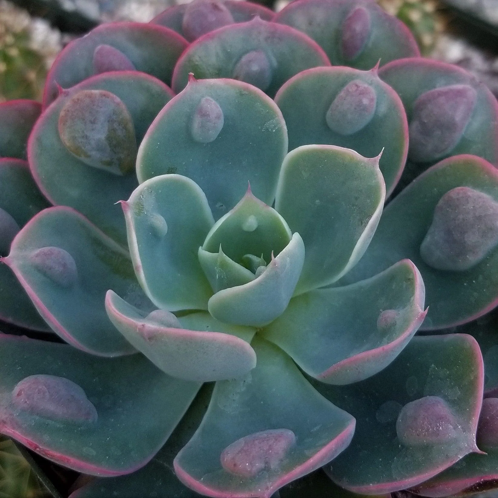 Echeveria Rain Drops
