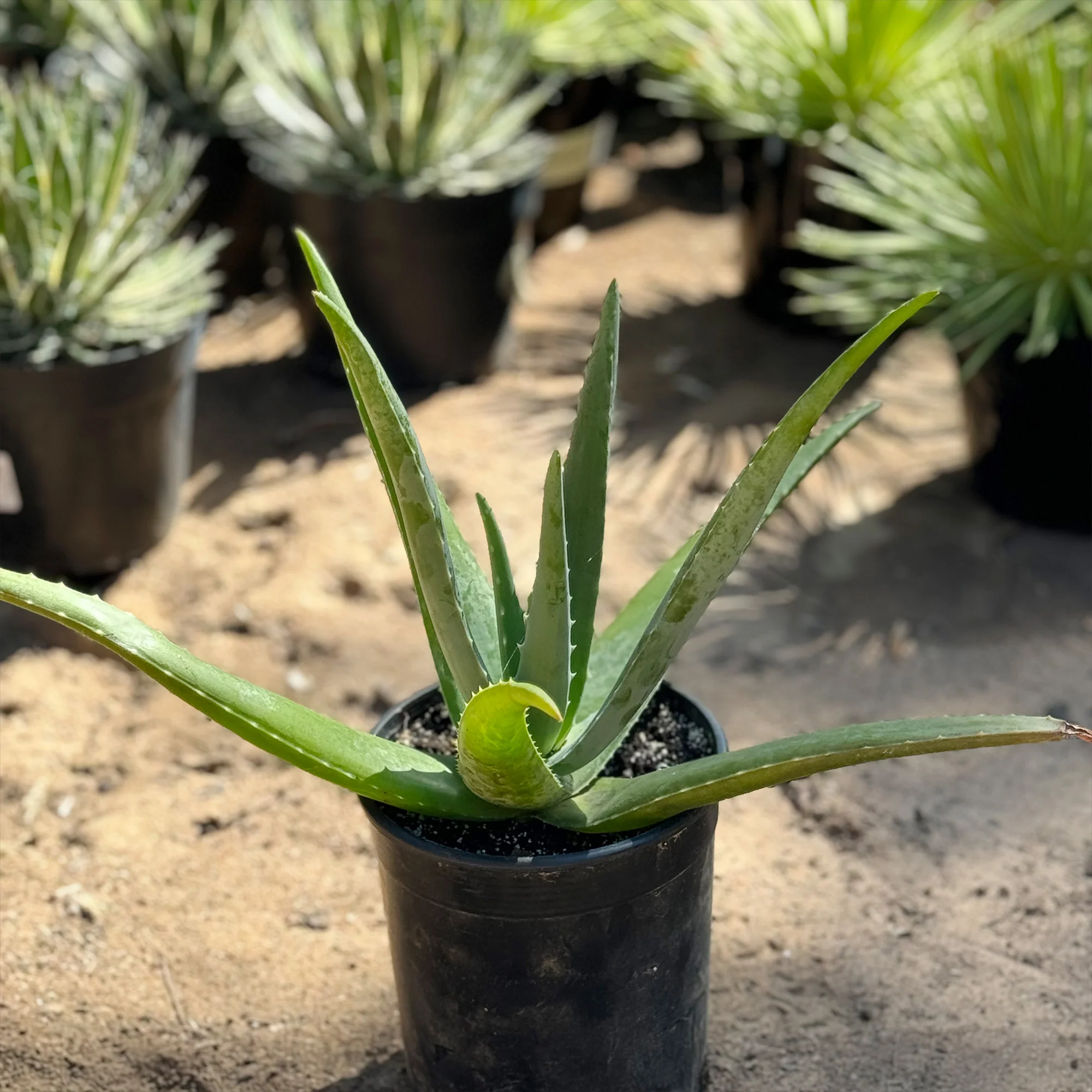 Aloe Vera - Aloe?barbadensis 'miller'