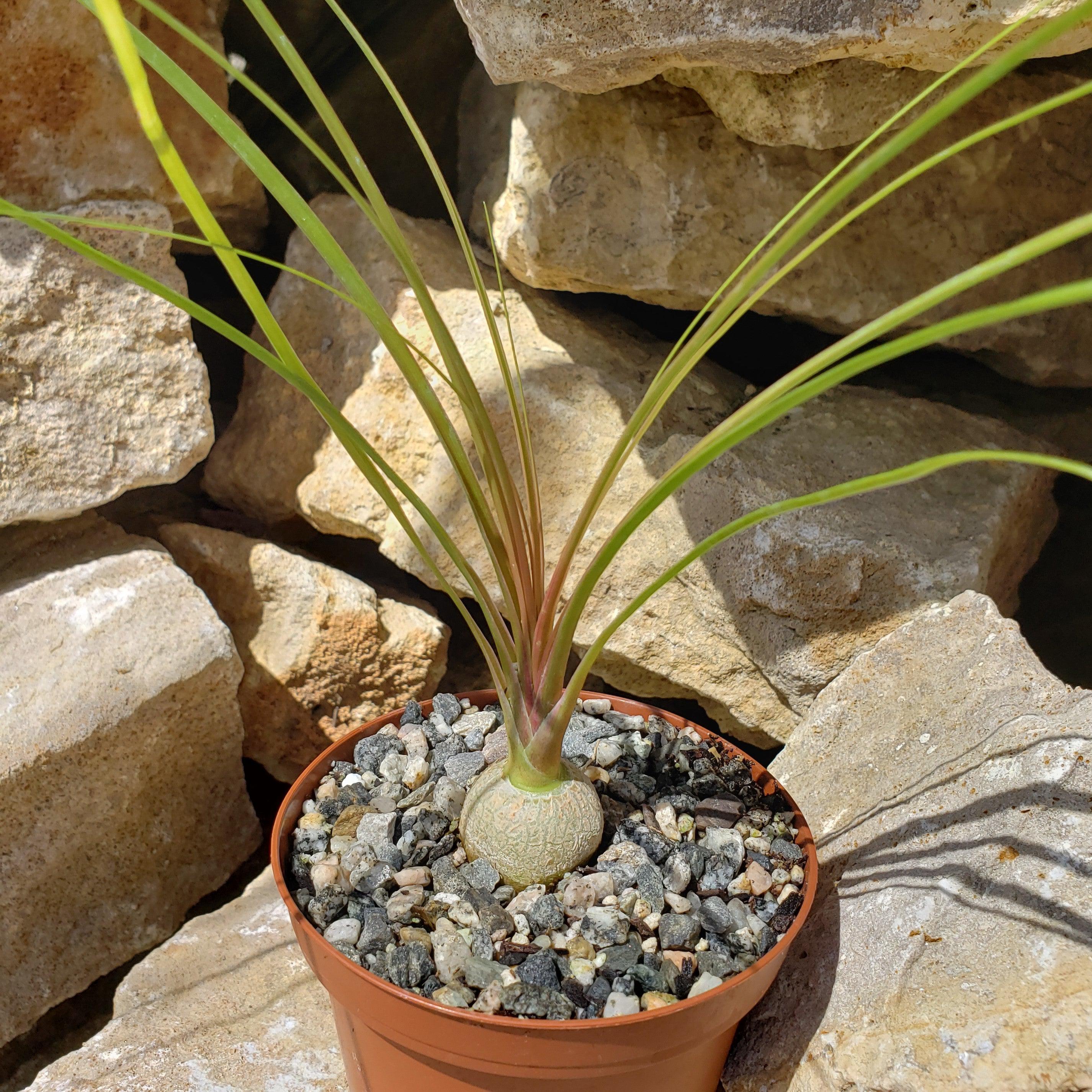 Ponytail palm 'Beaucarnea recurvata'
