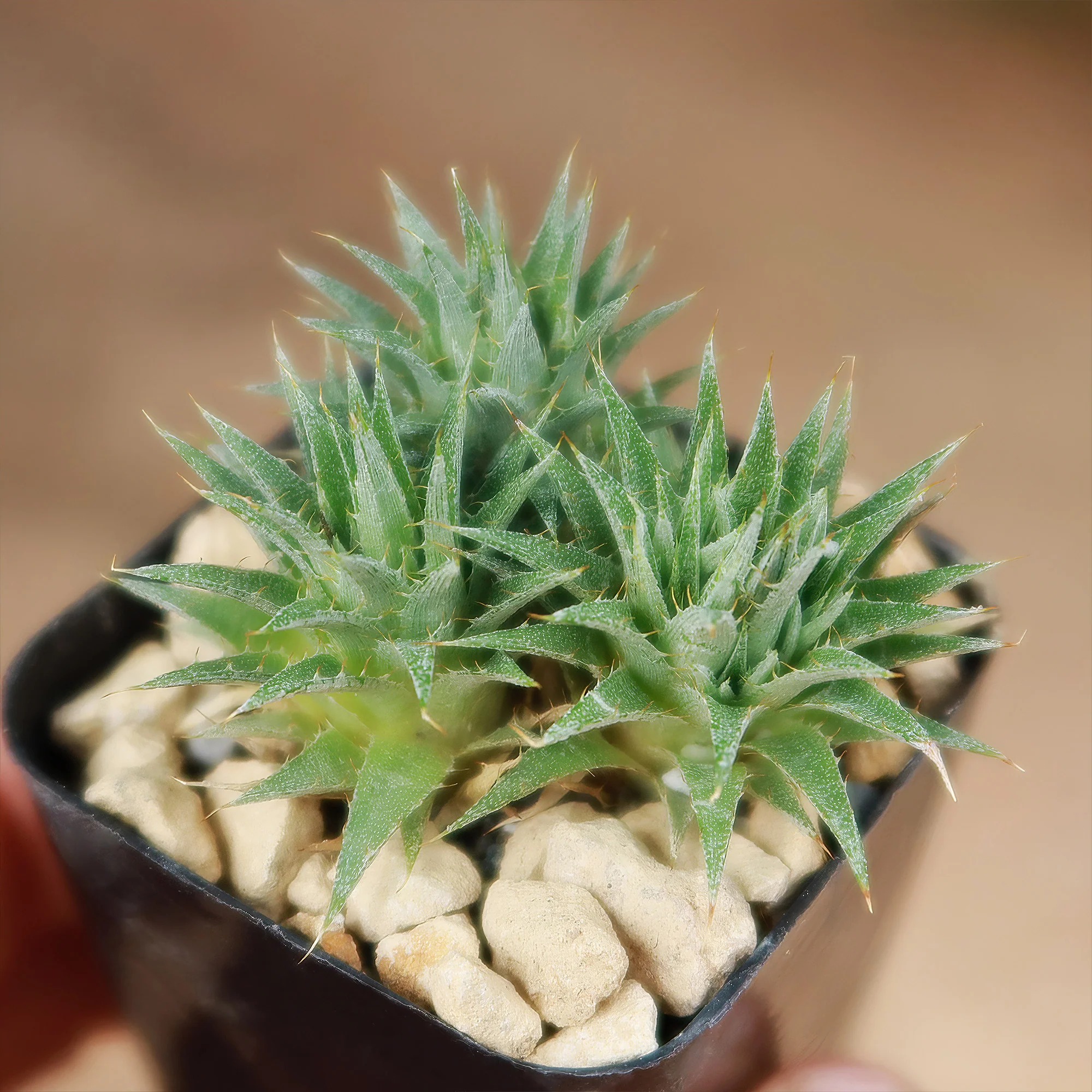 Abromeitiella chlorantha