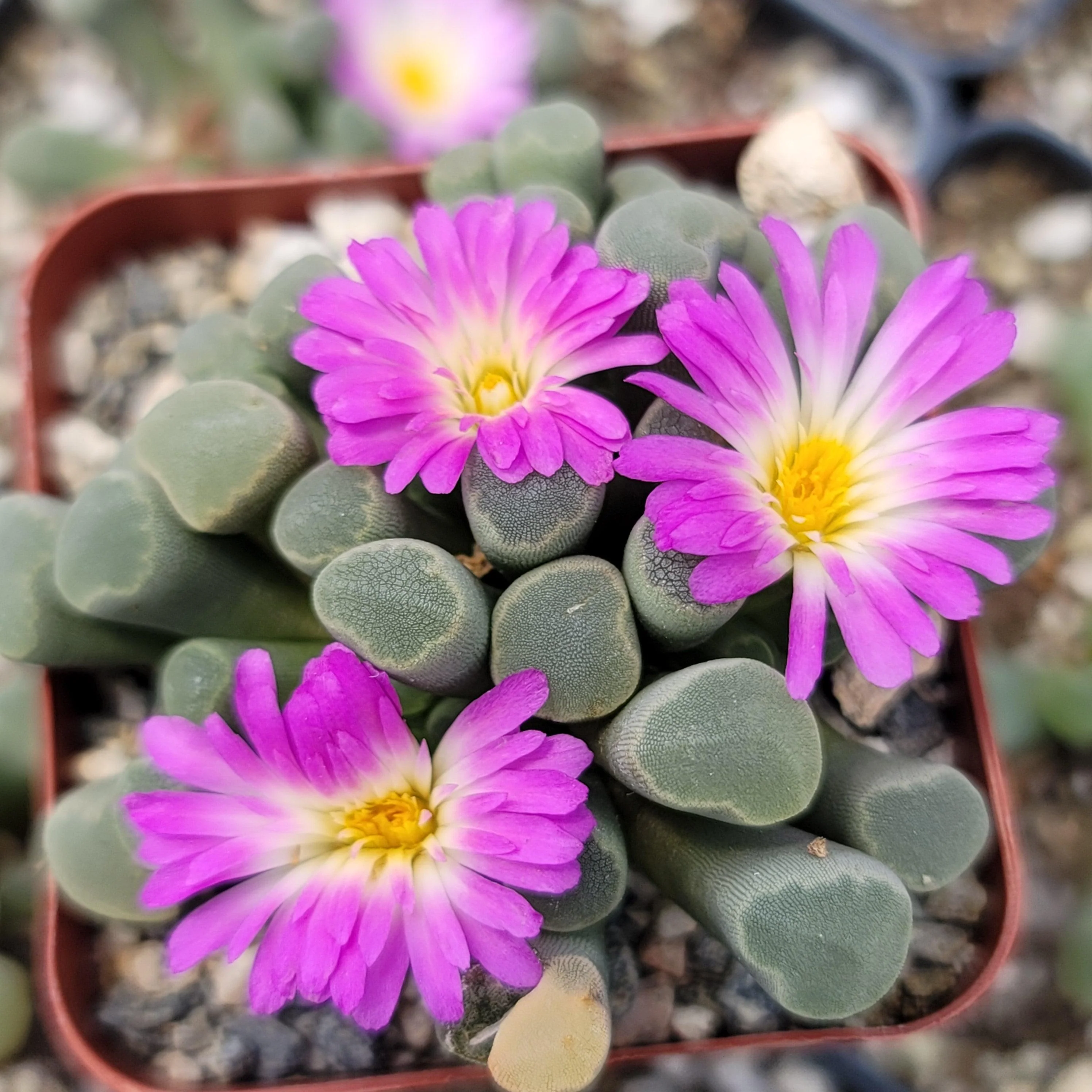 Fairy Elephant's Feet - Frithia Pulchra