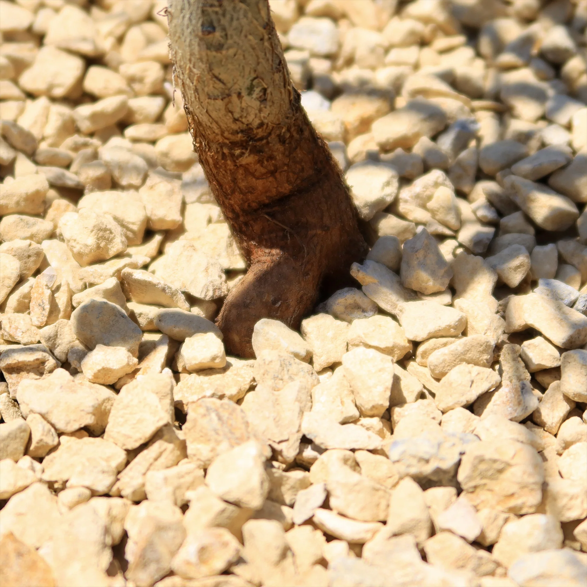Queensland Bottle Tree 'Brachychiton rupestris'