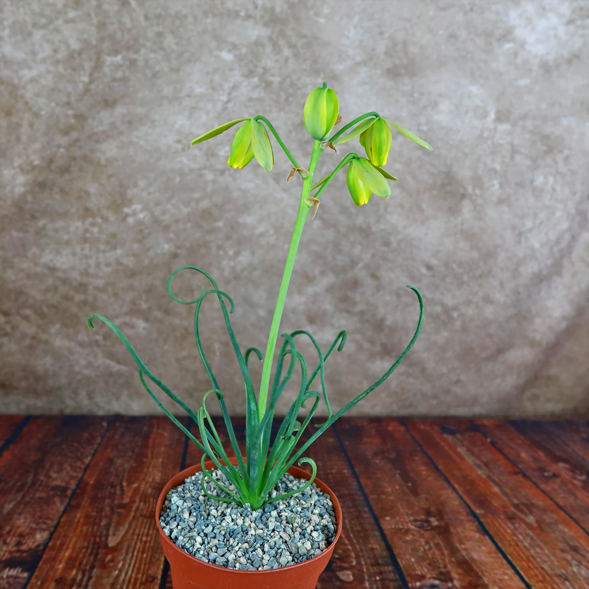 Frizzle Sizzle Plant - Albuca spiralis