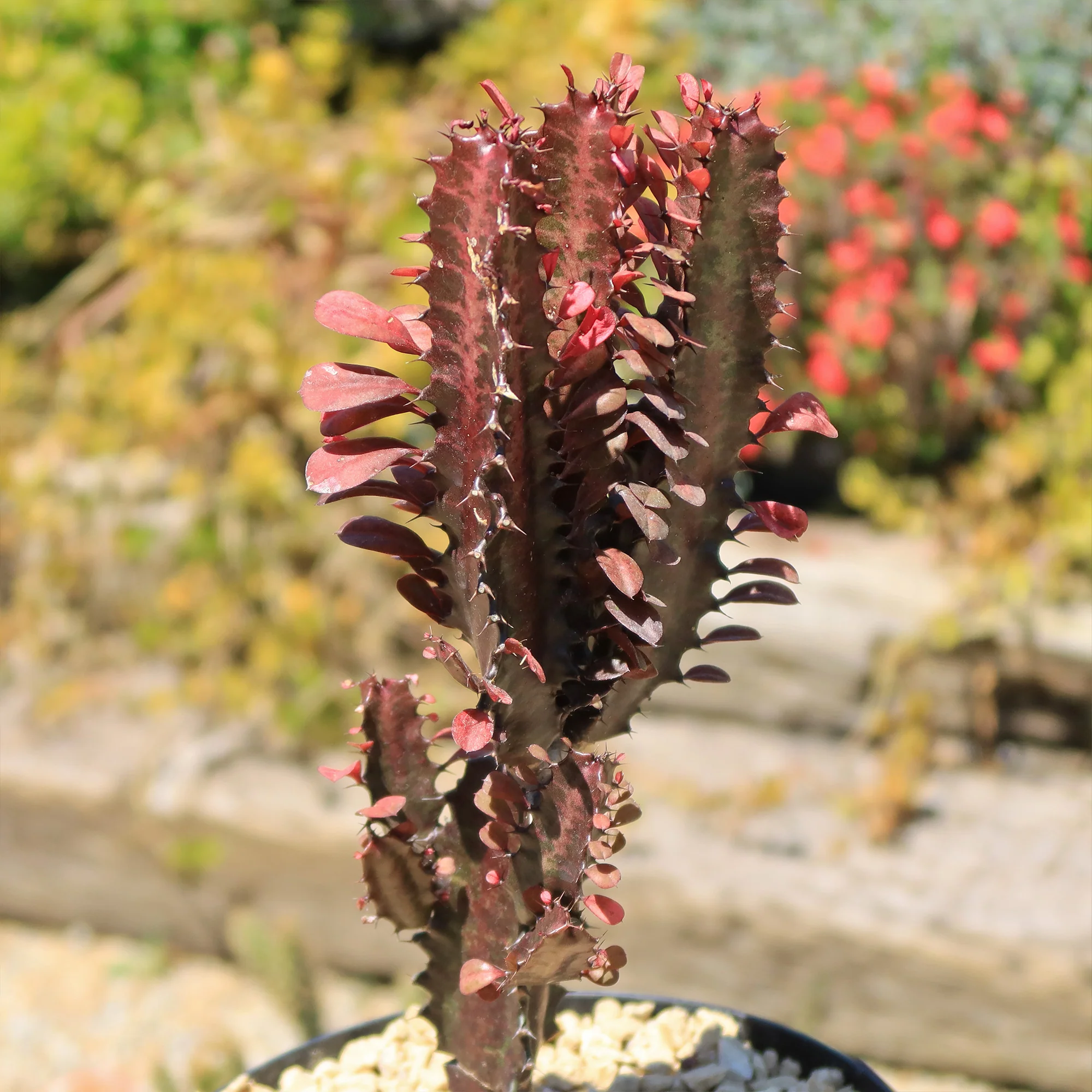 African Milk Tree - Euphorbia trigona 'Rubra'