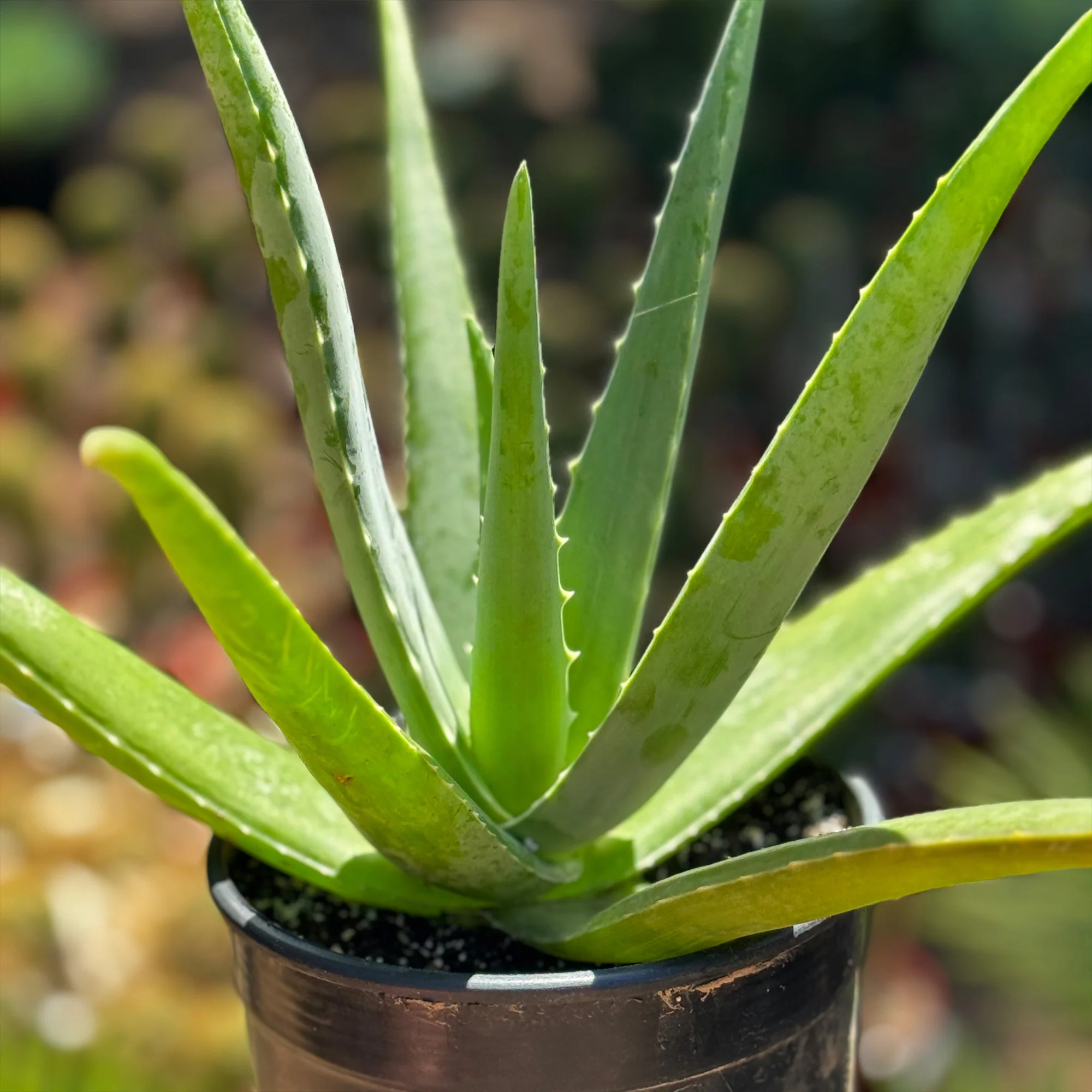 Aloe Vera - Aloe?barbadensis 'miller'