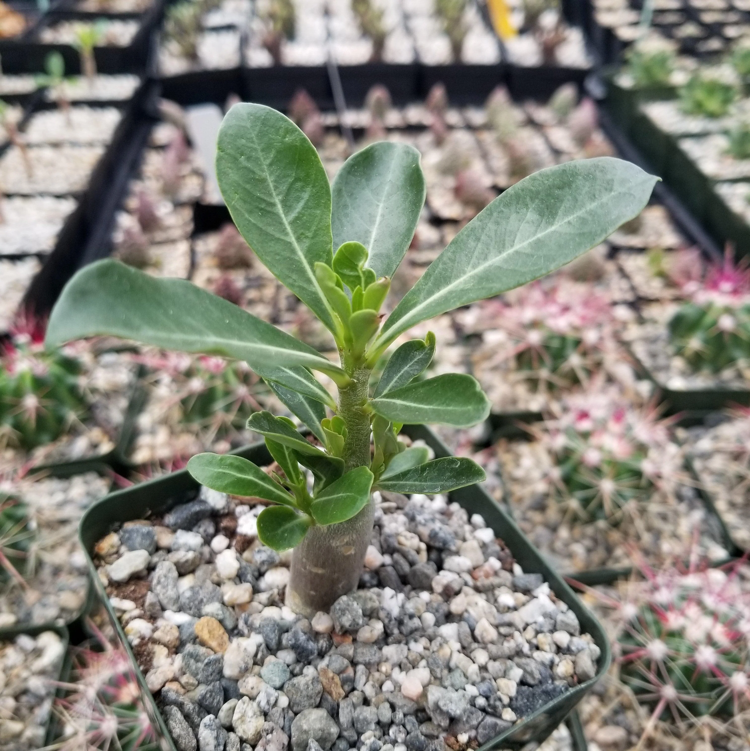 Desert Rose 'Adenium obesum'