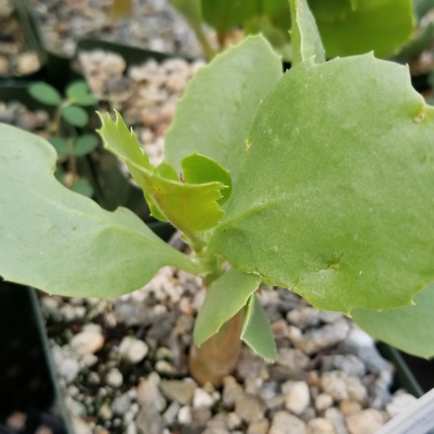 Cyphostemma cirrhosum