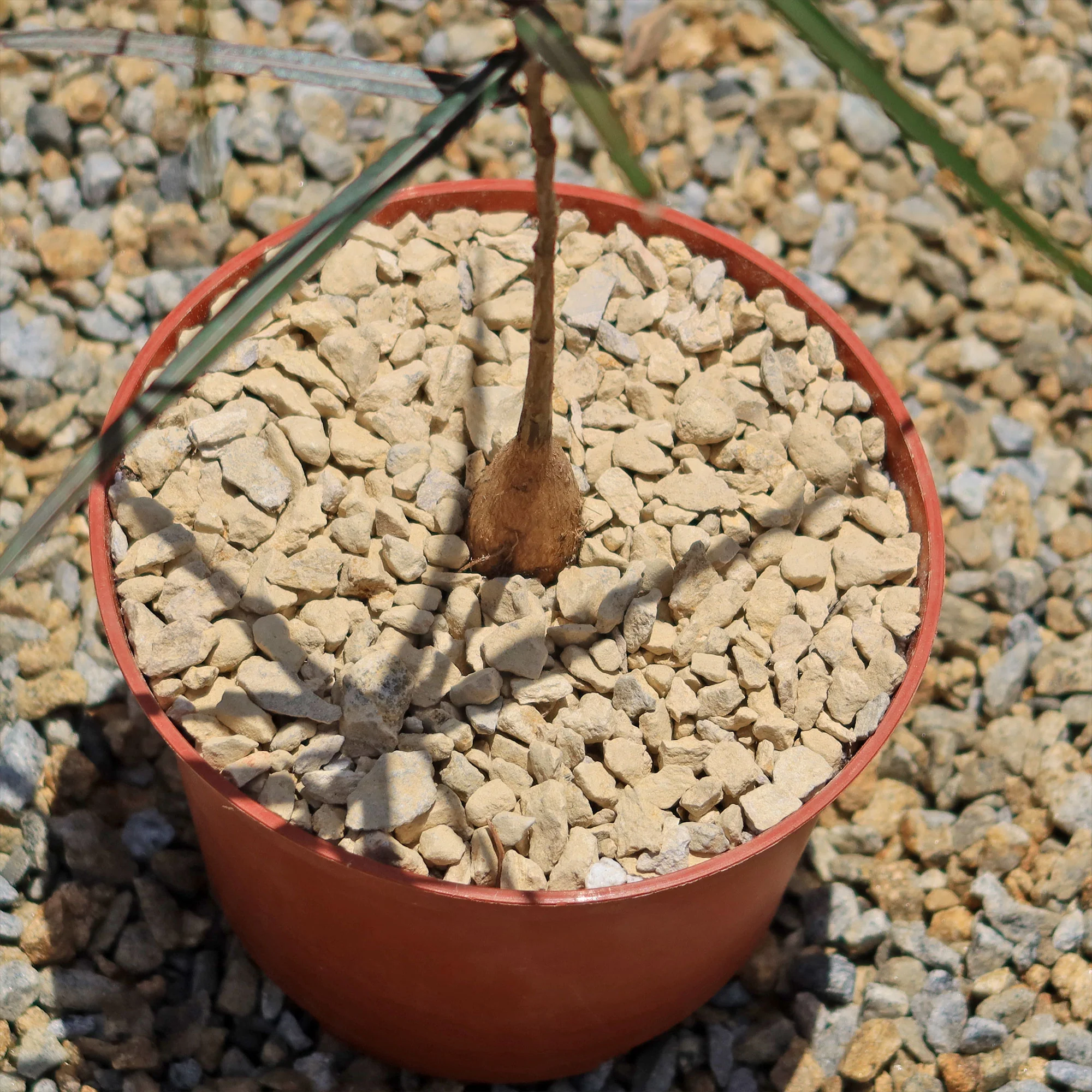 Queensland Bottle Tree 'Brachychiton rupestris'