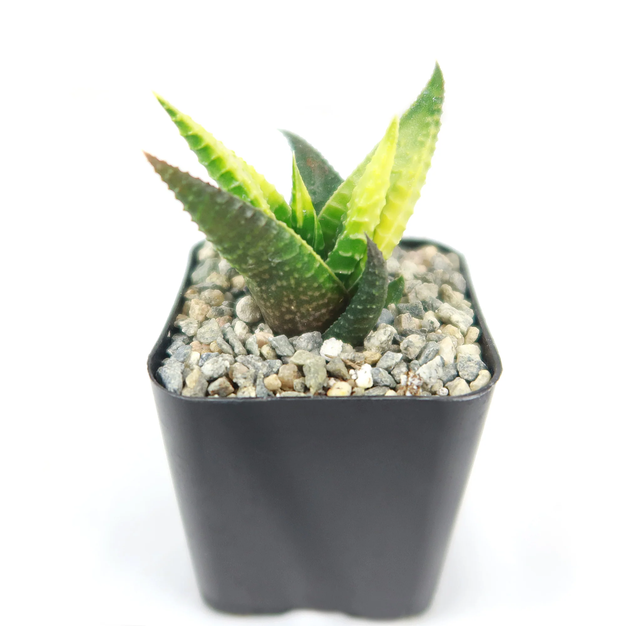 Haworthia limifolia variegata