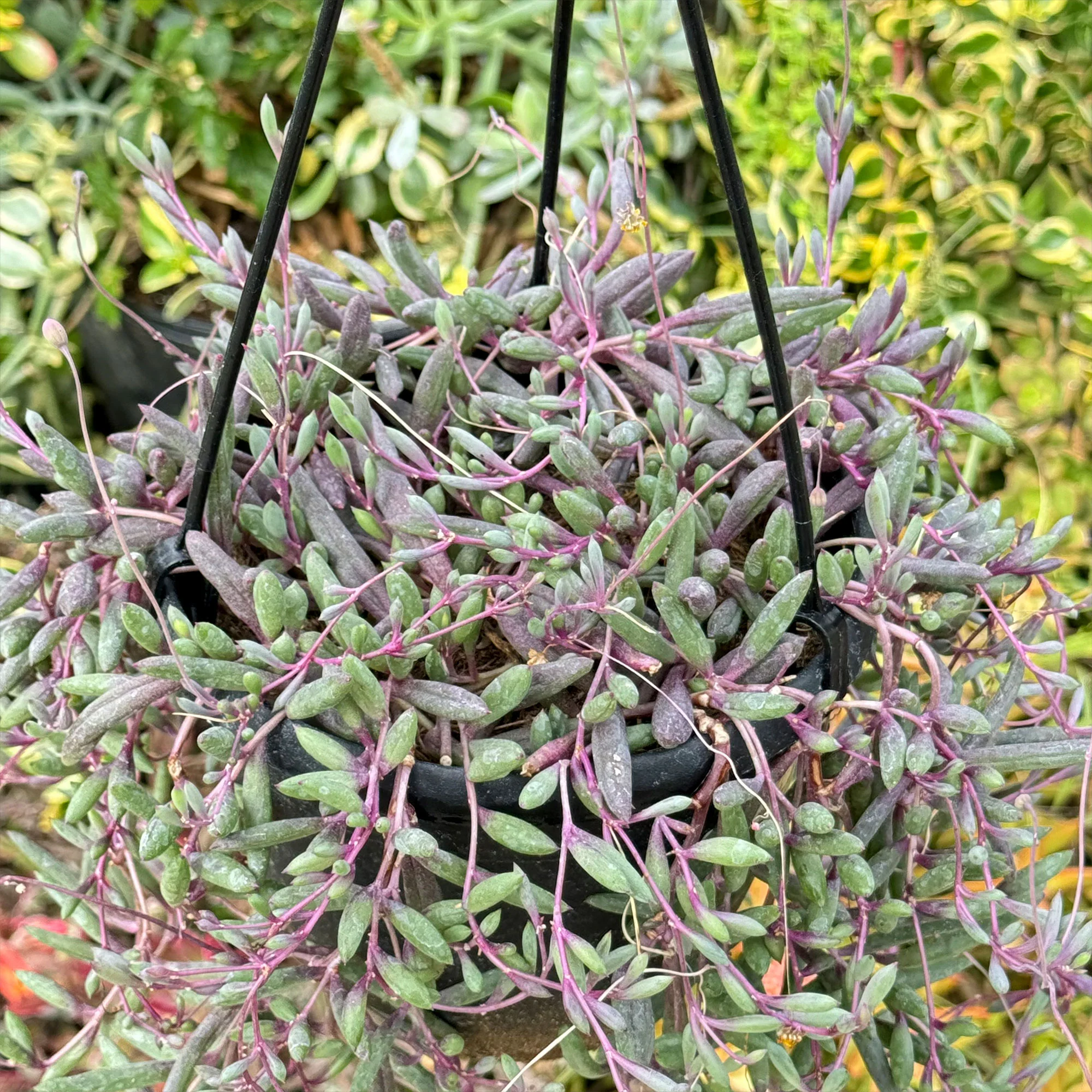 Ruby Necklace Plant 'Othonna capensis'