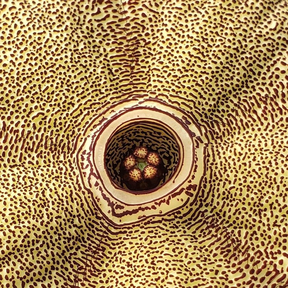 Persian Carpet Flower �C Edithcolea grandis
