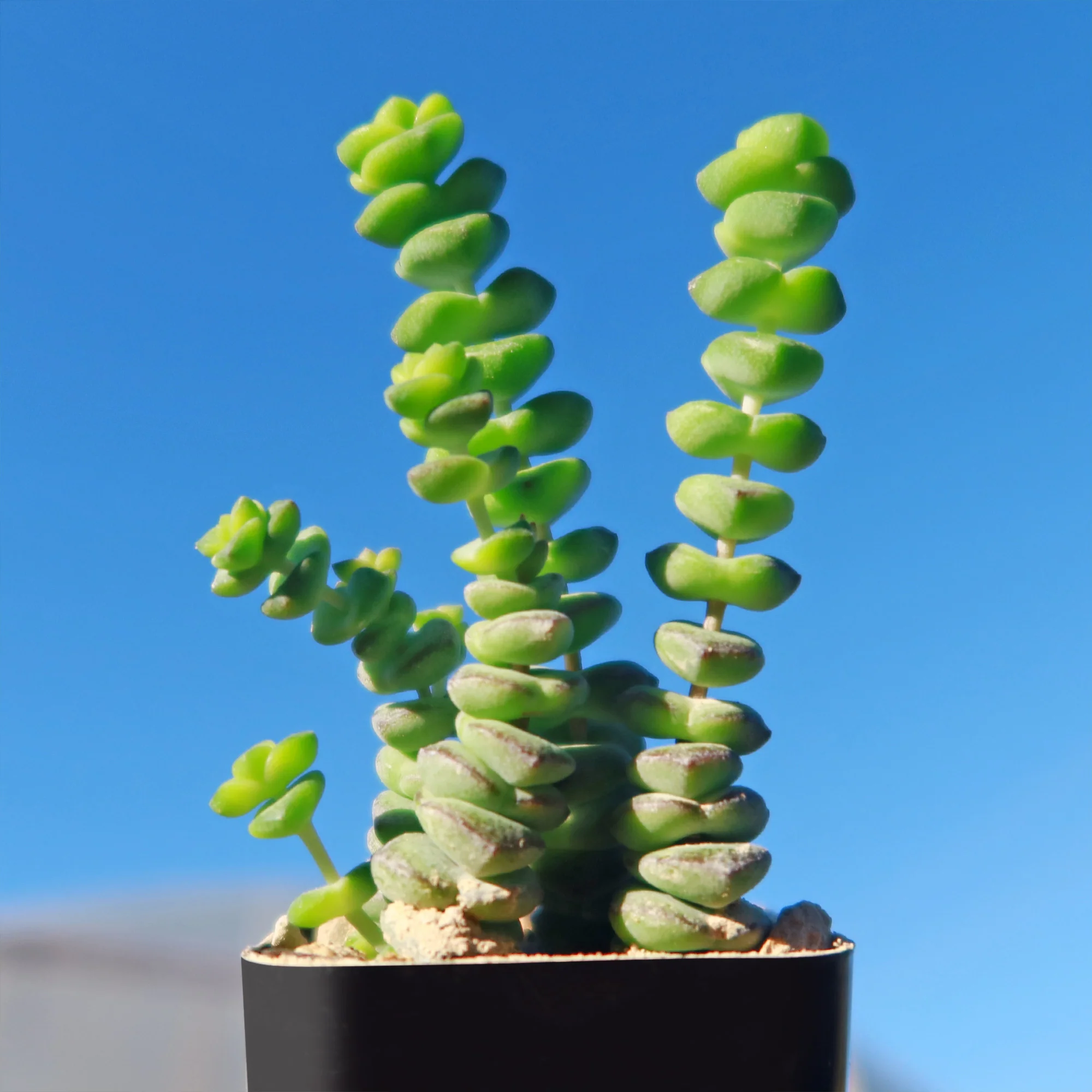 String of Buttons 'Crassula Perforata'