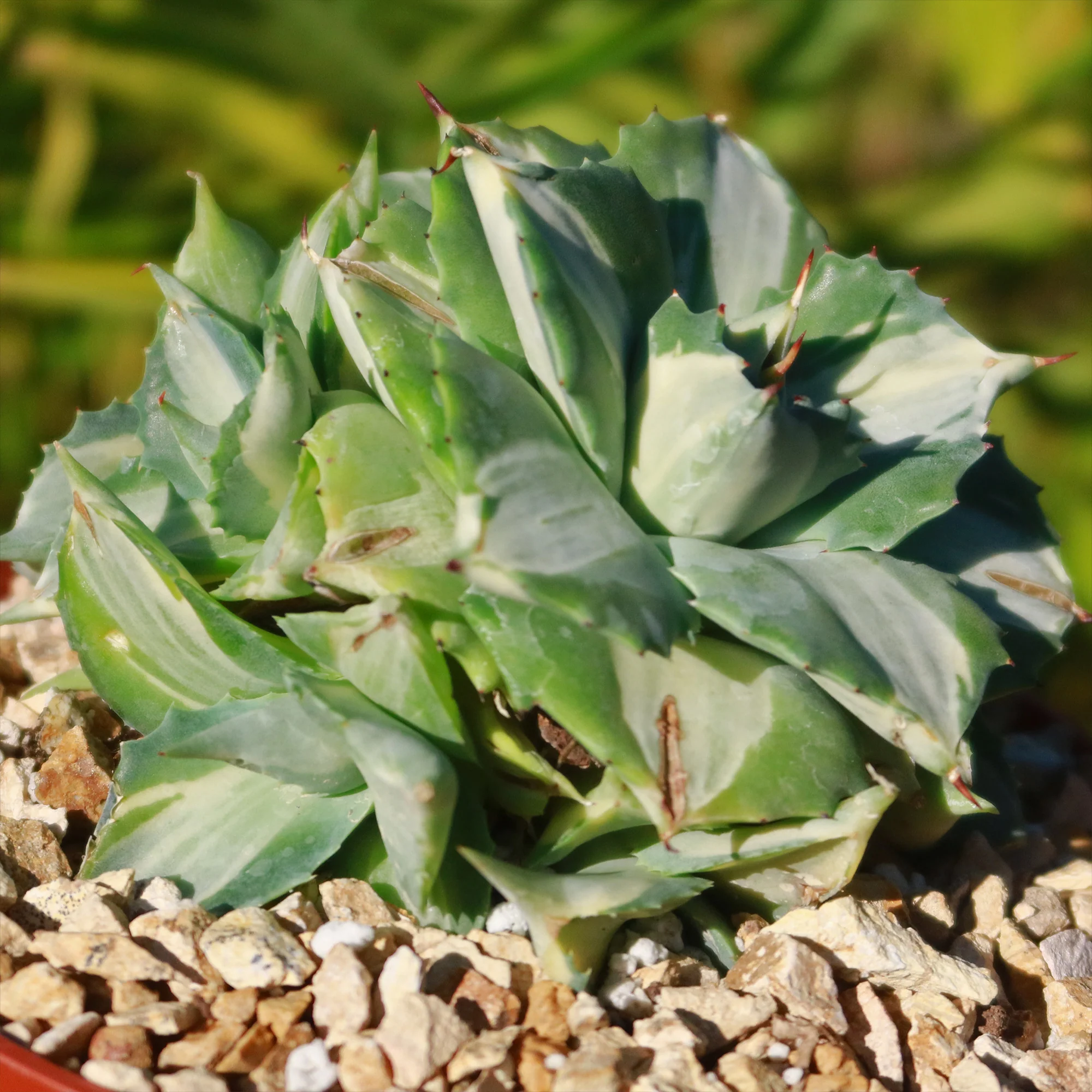 Variegated Dwarf Butterfly Agave - Agave isthmensis 'Ohi Raijin Shiro Nakafu'