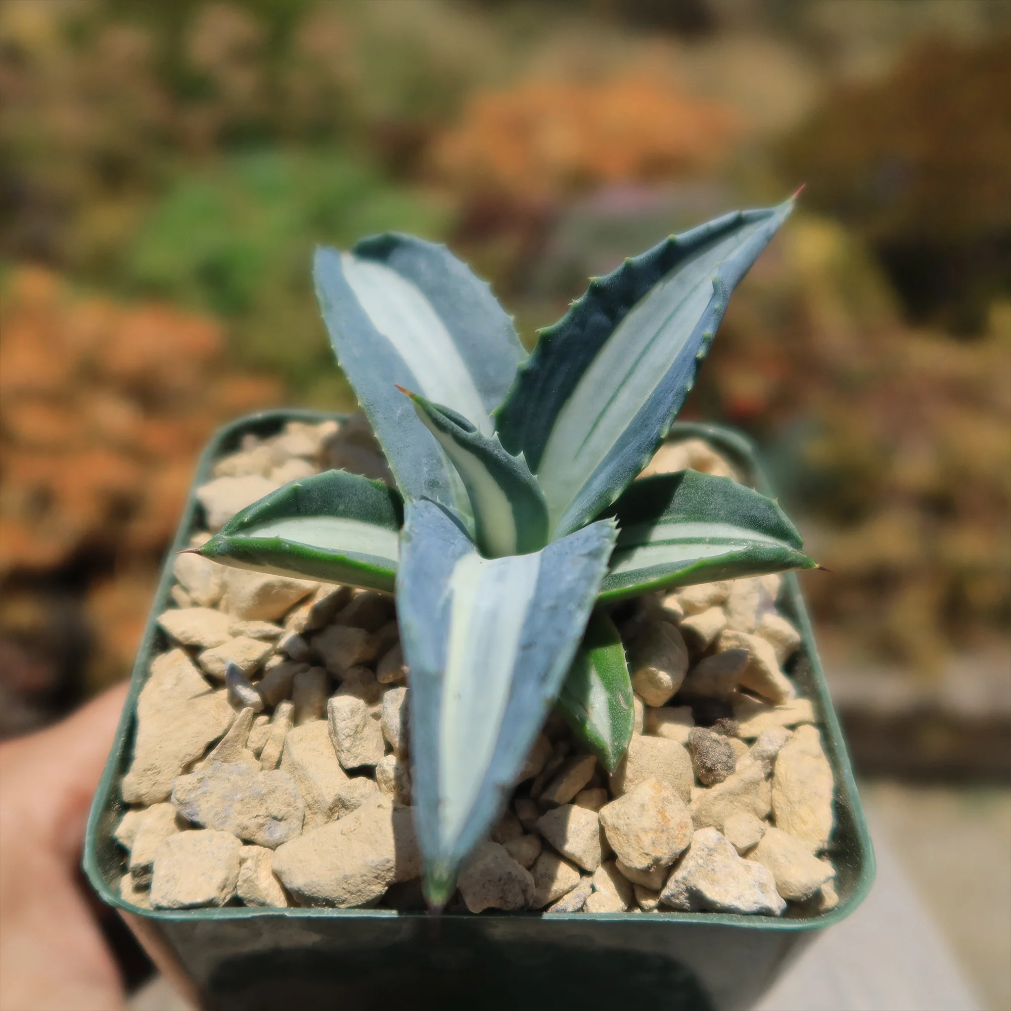 Agave mediopicta alba �C White Striped Century Plant
