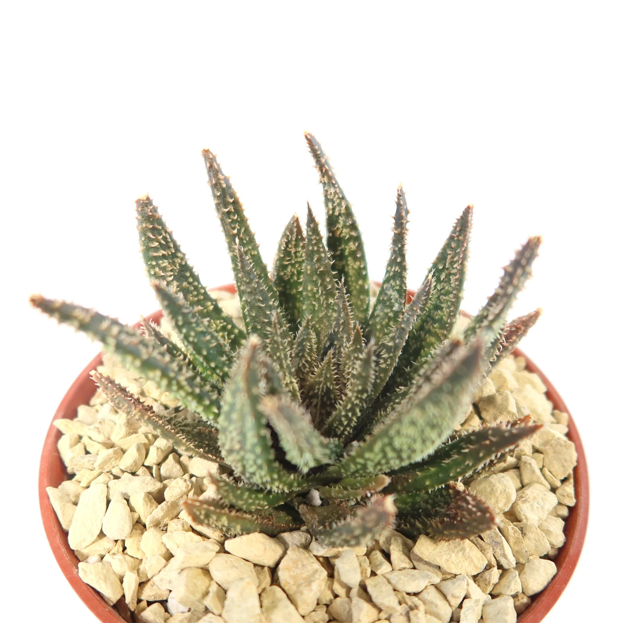 Aloe Gasteraloe Tarantula