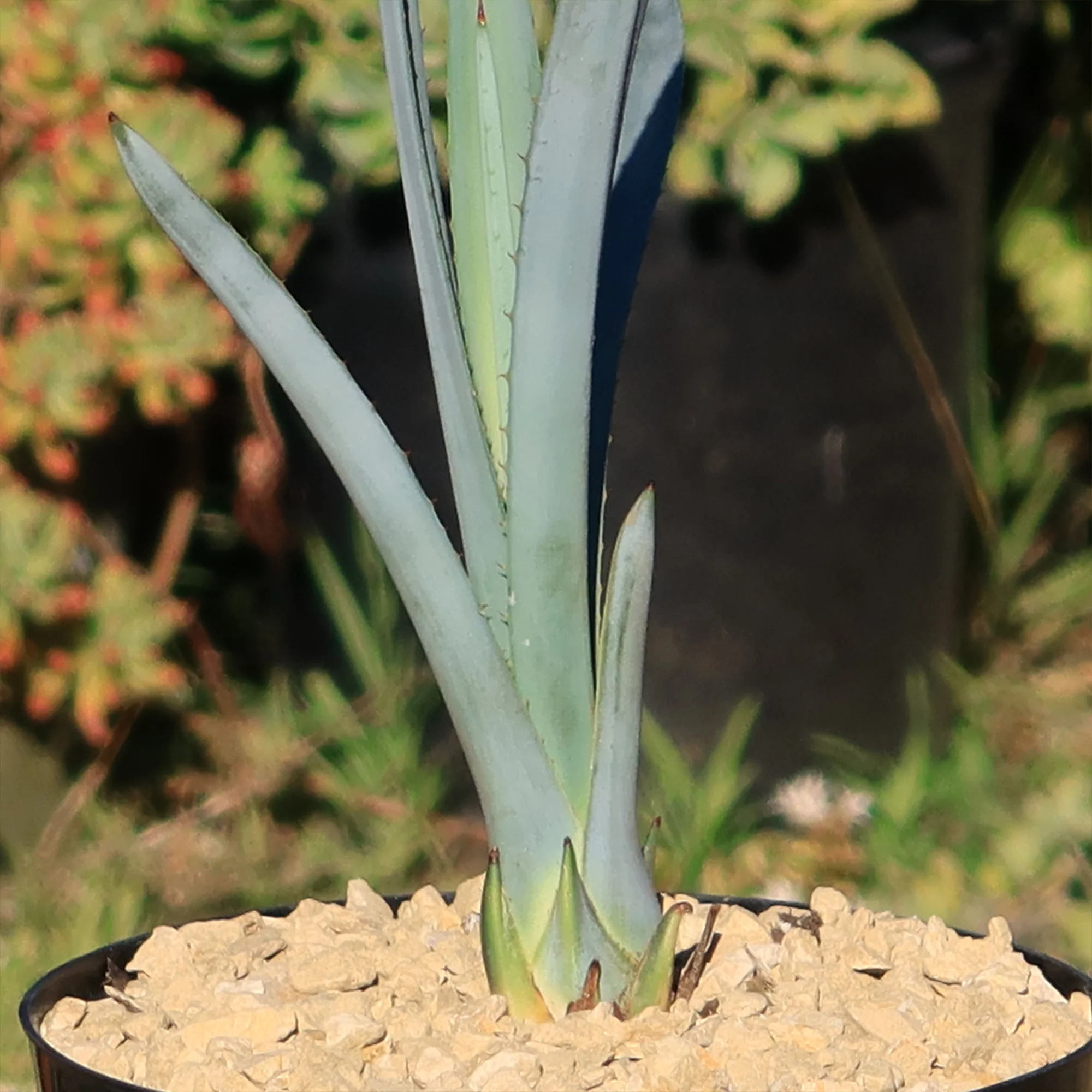 Blue agave - Agave Tequilana 'Tequila Plant'