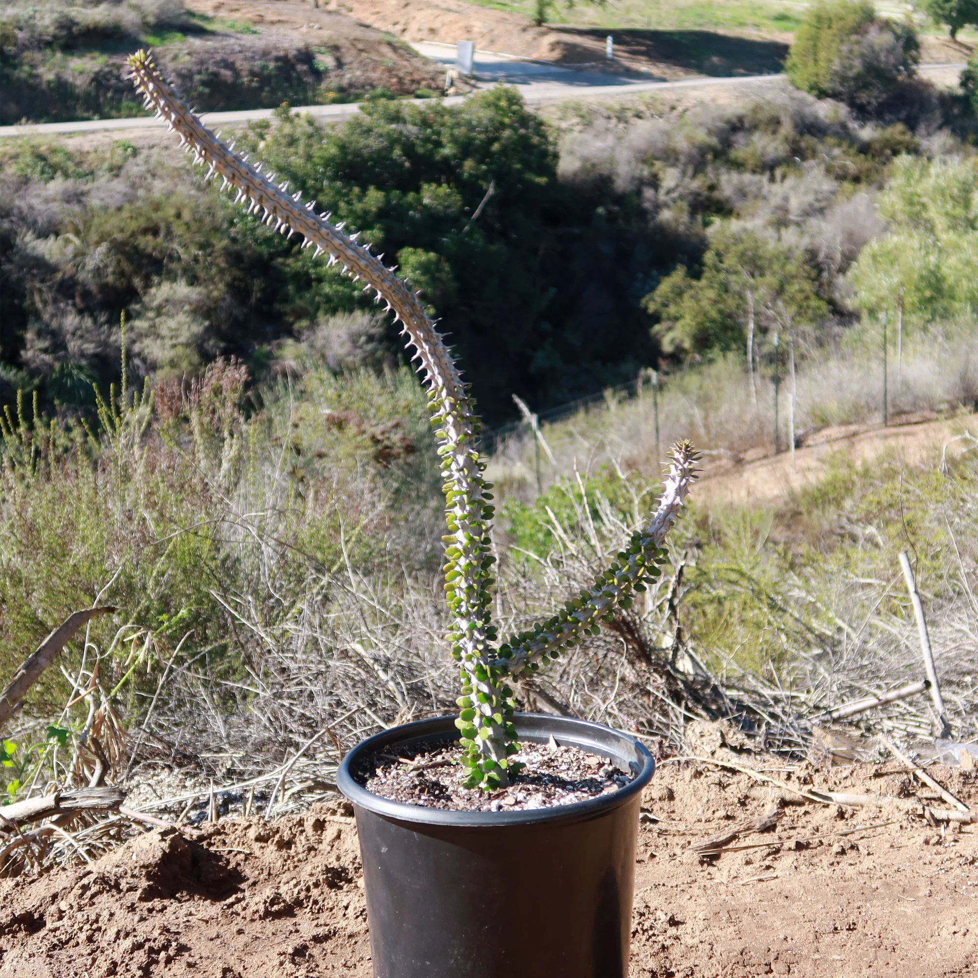Madagascar ocotillo 'Alluaudia procera'