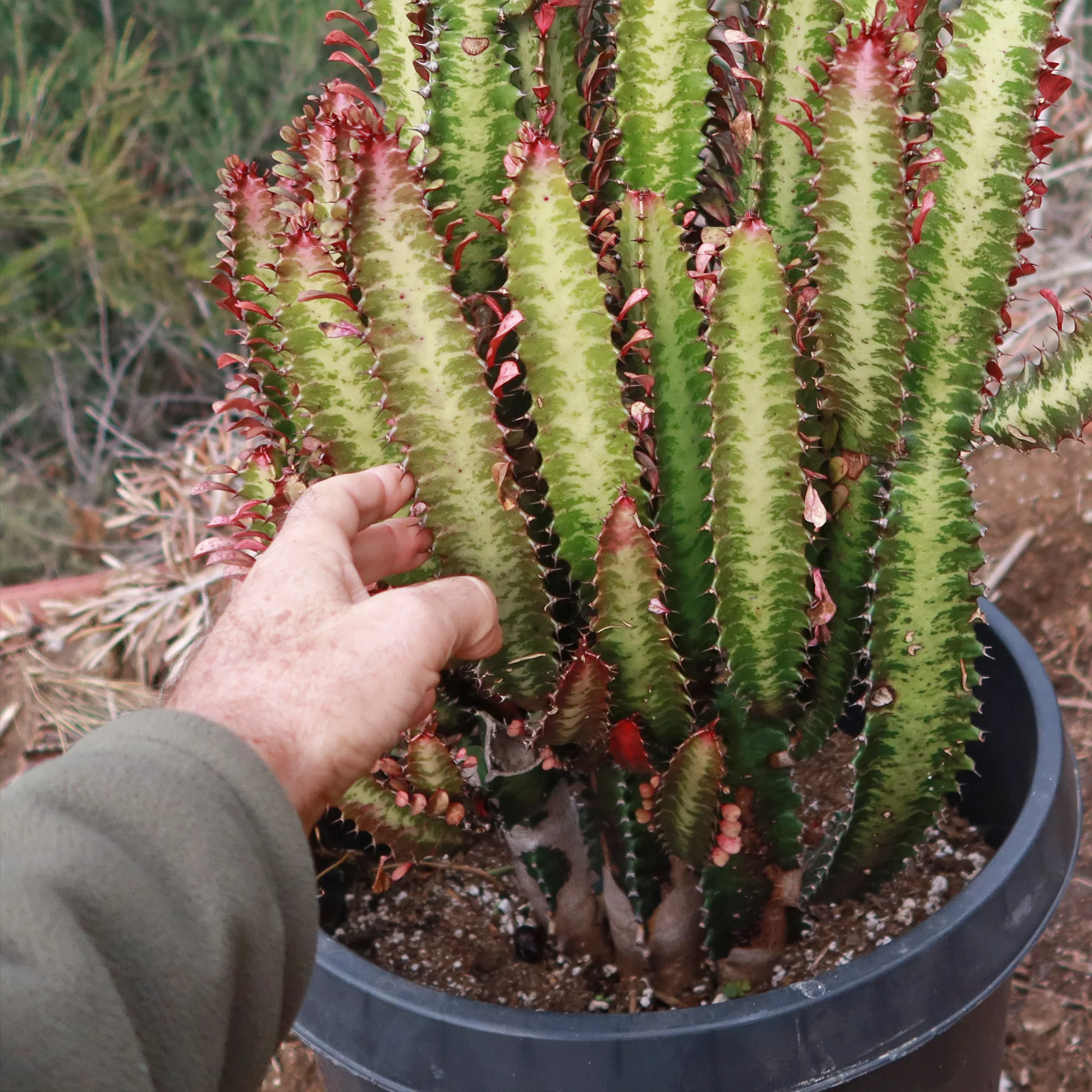 African Milk Tree - Euphorbia trigona 'Rubra'