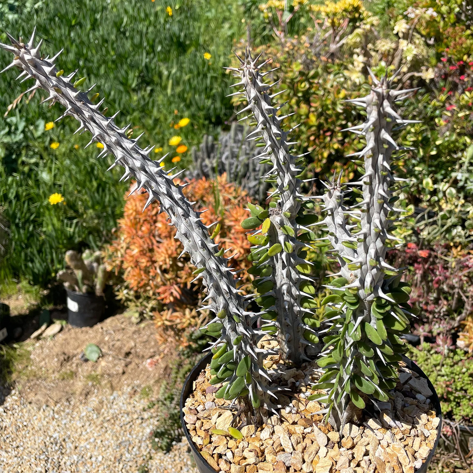 Madagascar ocotillo 'Alluaudia procera'