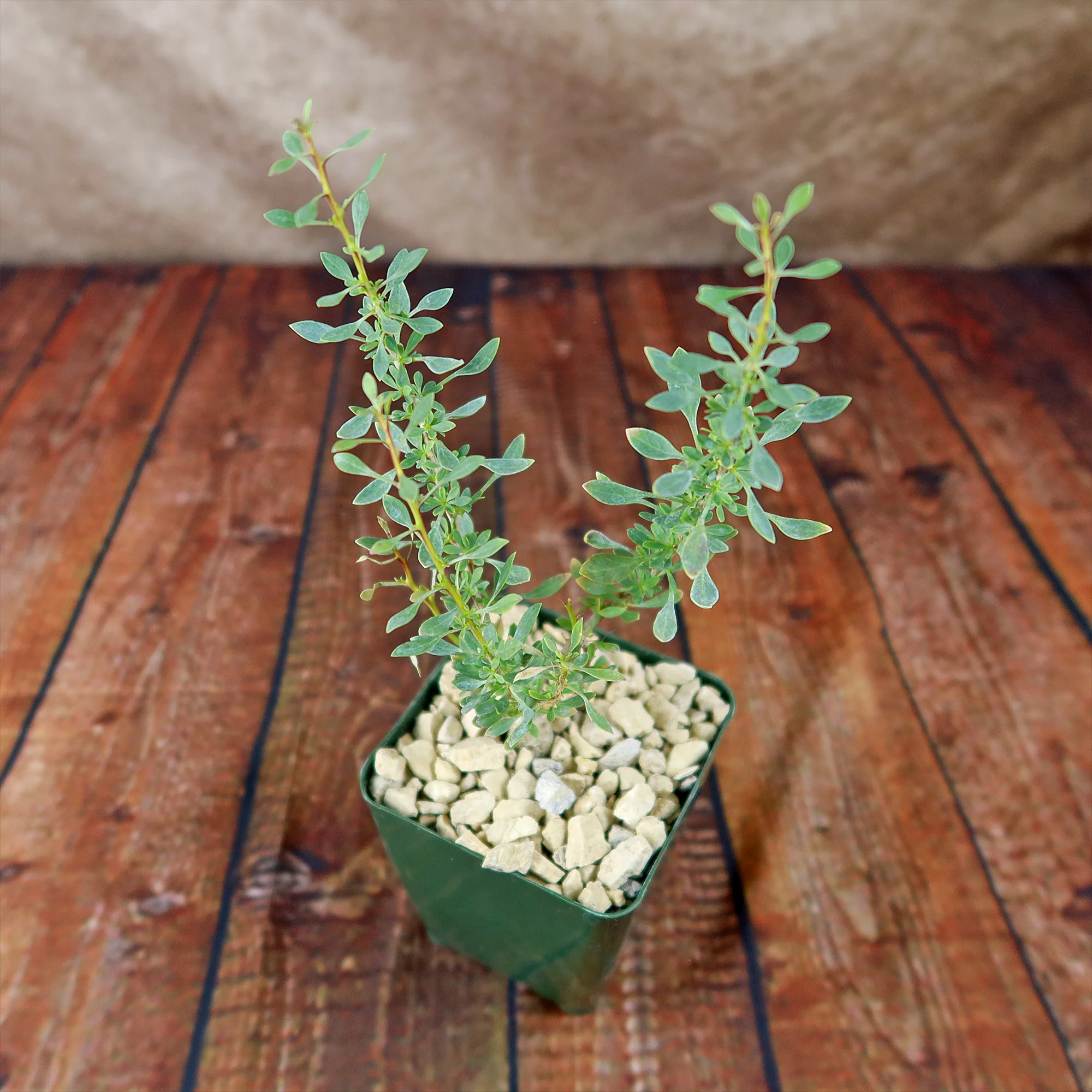 Idria columnaris boojum tree