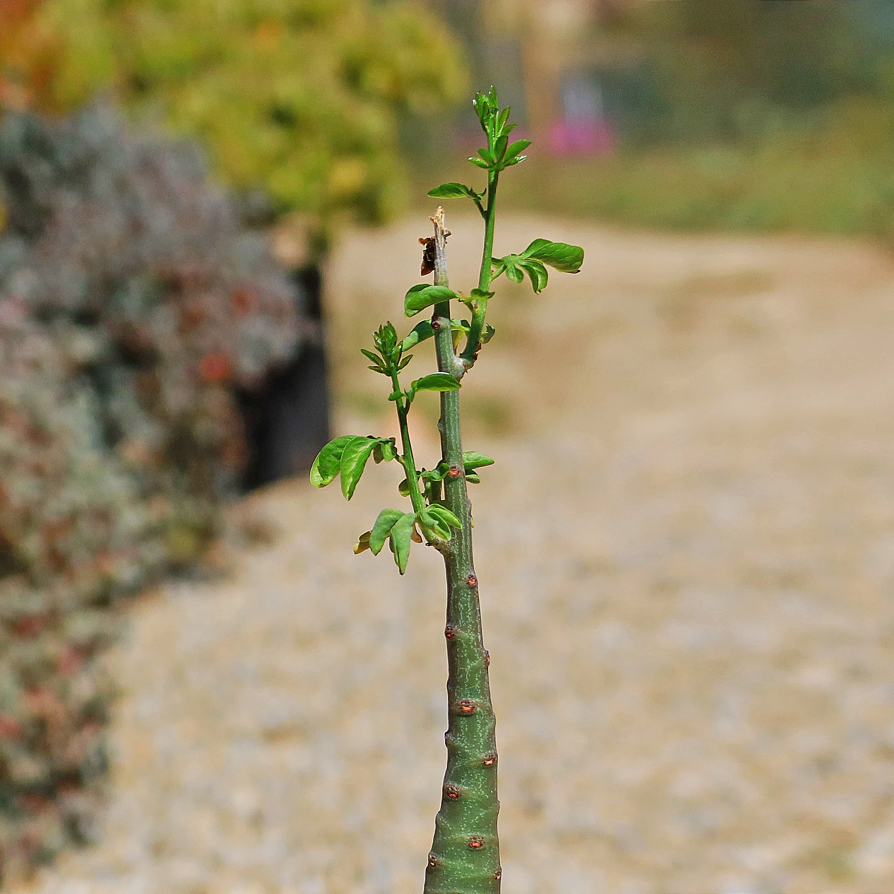 Adenia glauca