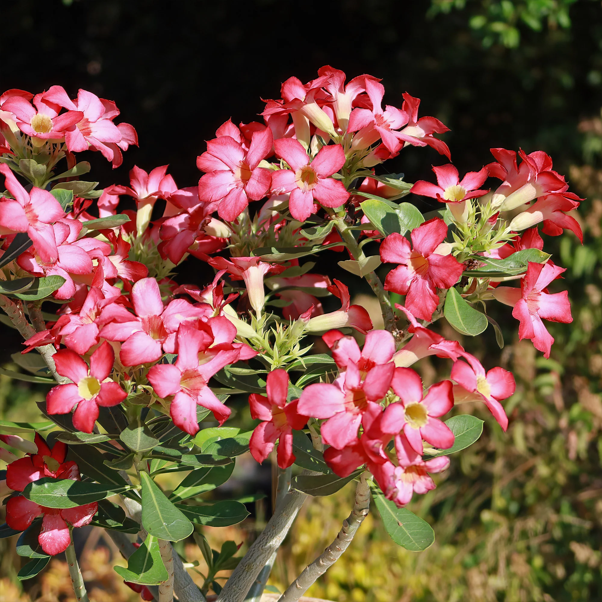 Desert Rose 'Adenium obesum'