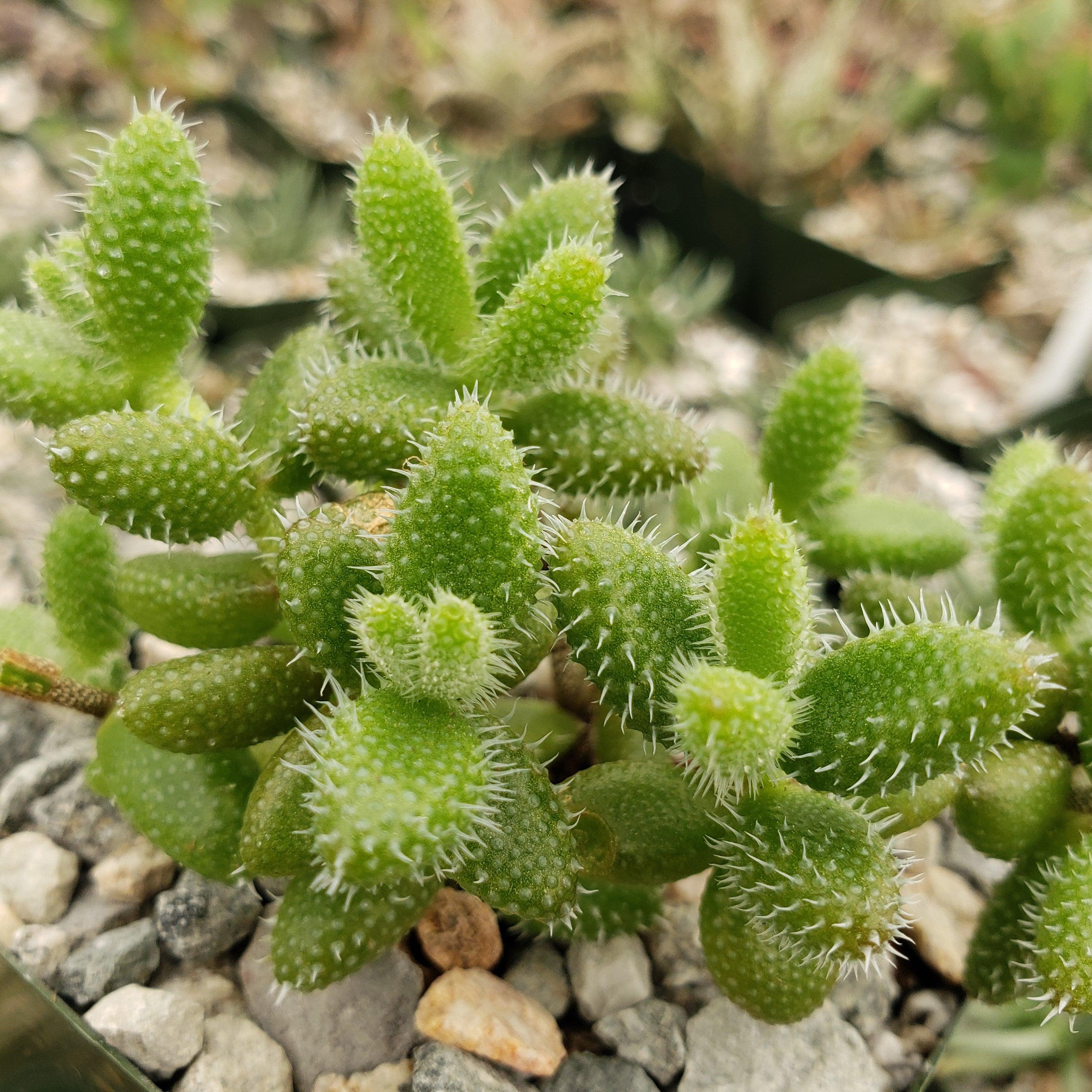 Pickle Plant ��Delosperma echinatum��