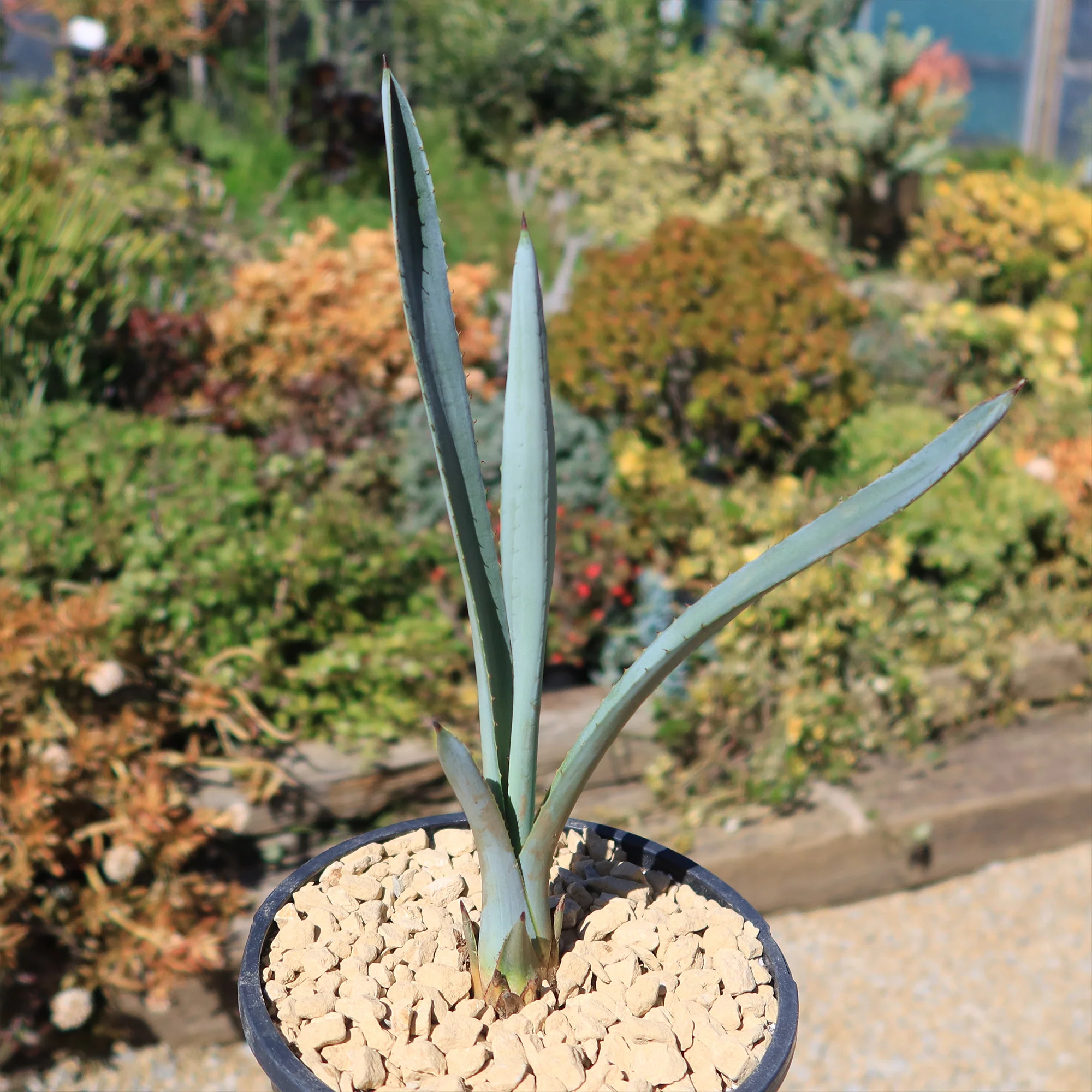 Blue agave - Agave Tequilana 'Tequila Plant'