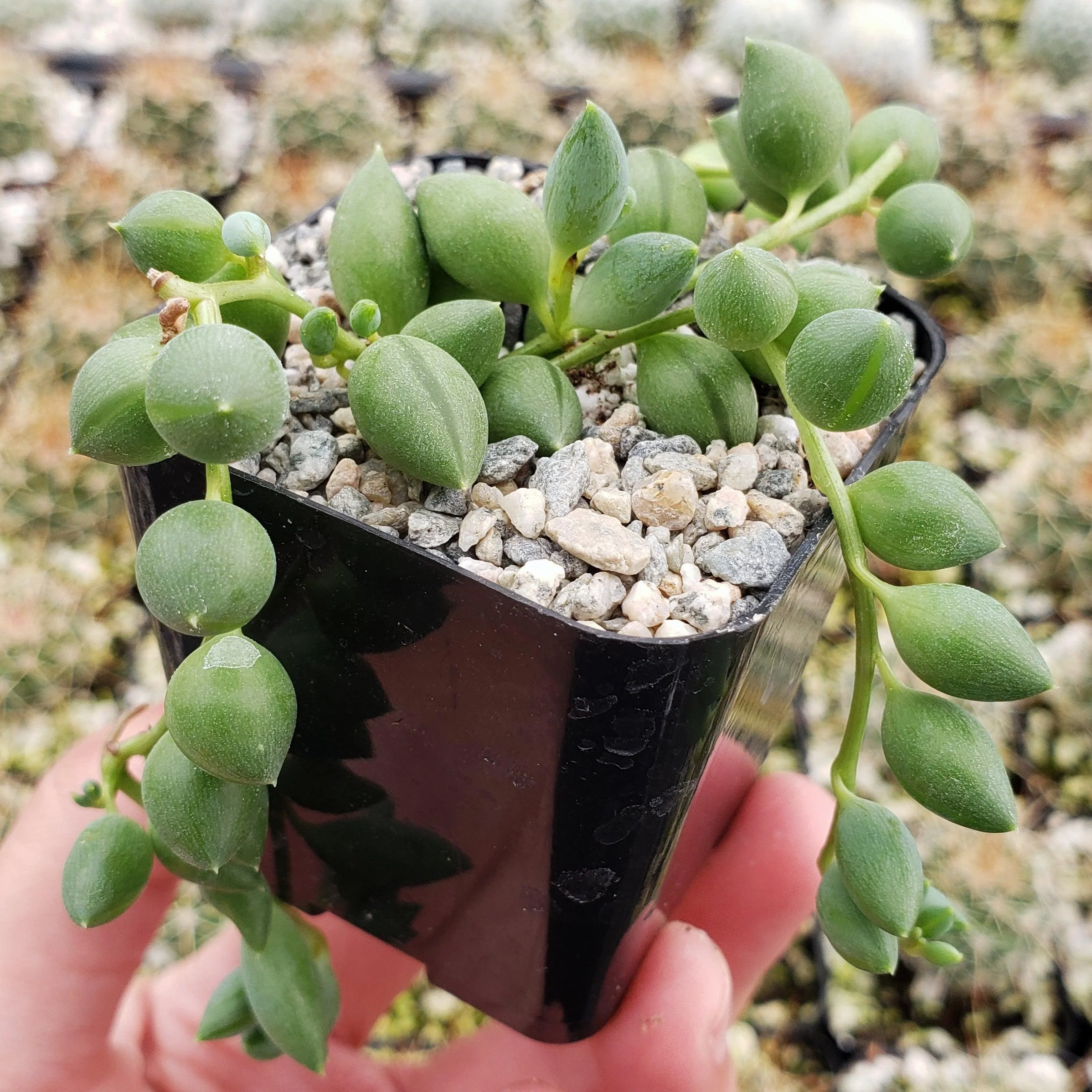 String of Pearls 'Senecio rowleyanus'