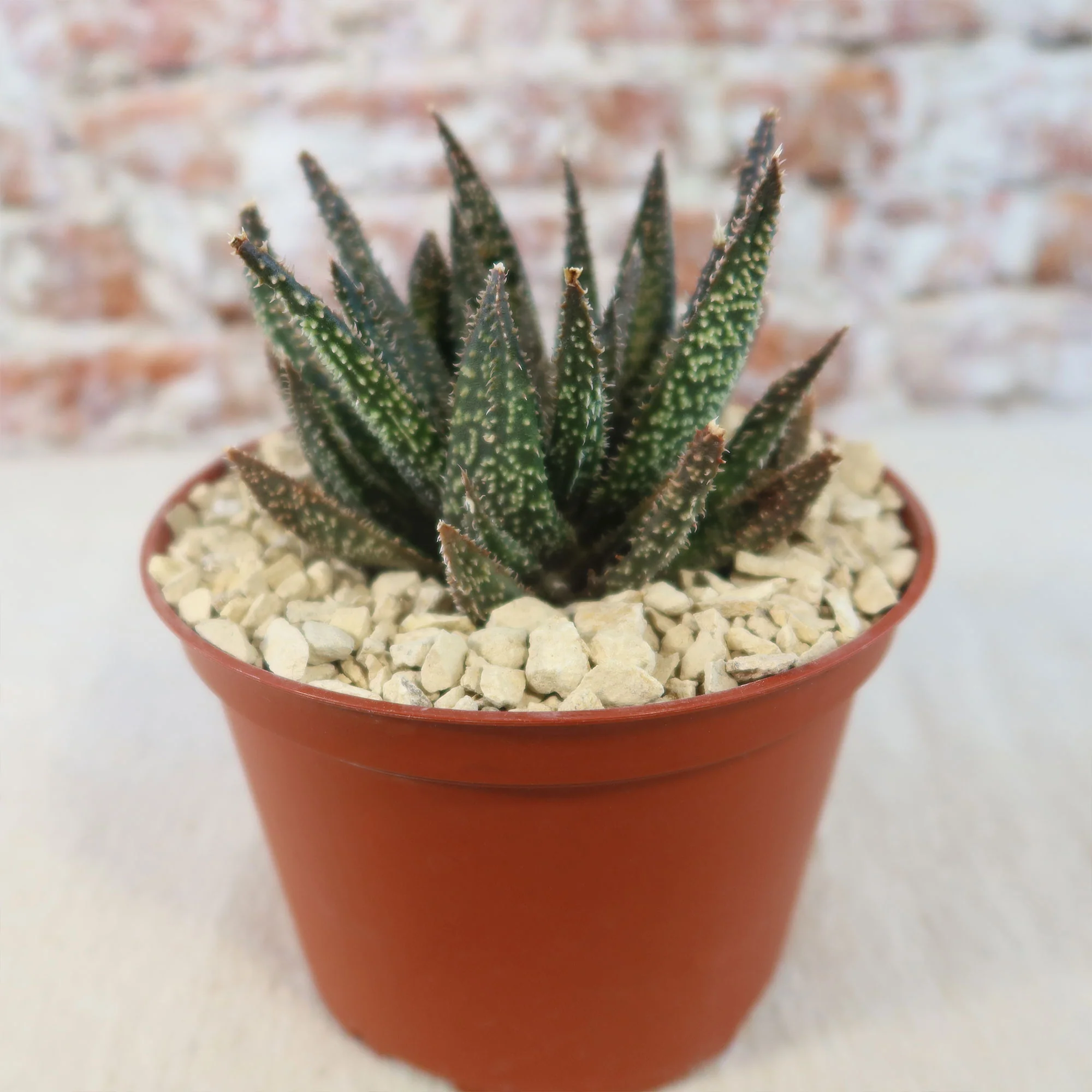 Aloe Gasteraloe Tarantula