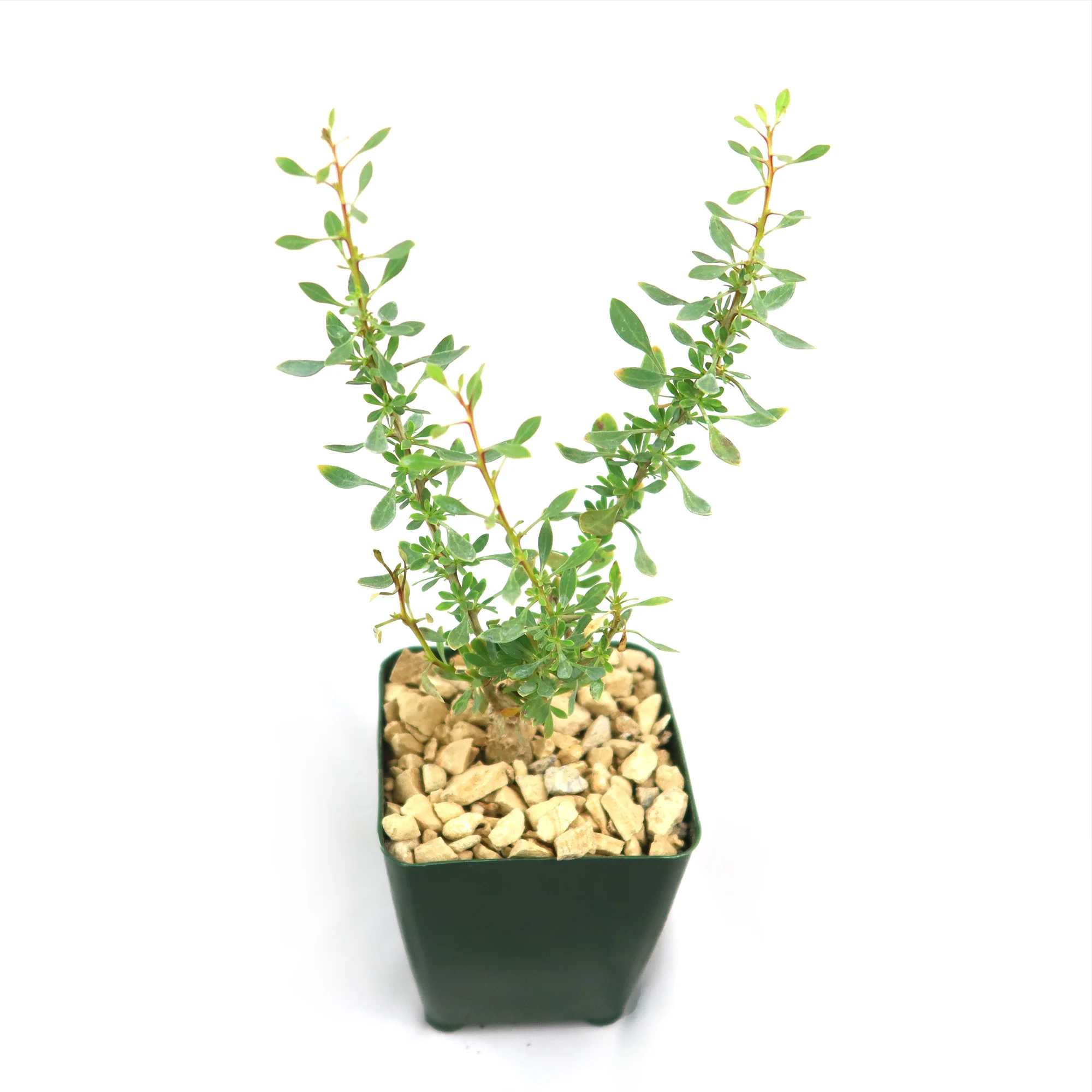 Idria columnaris boojum tree