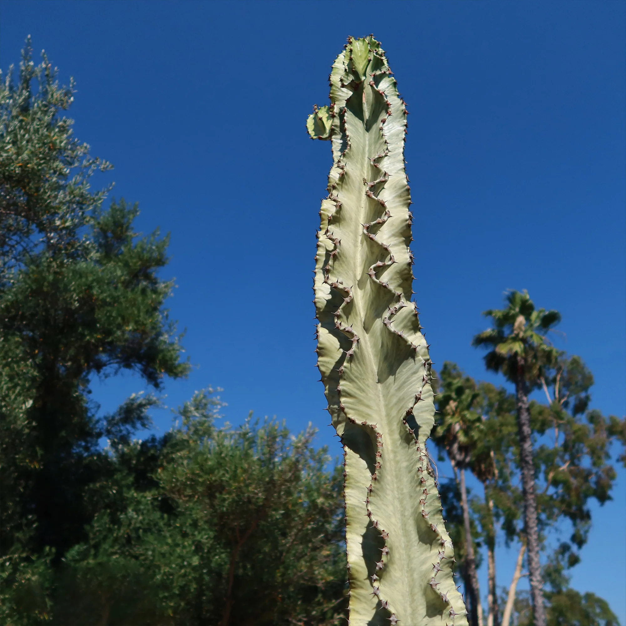 Variegated African Candelabra - Euphorbia ammak variegata