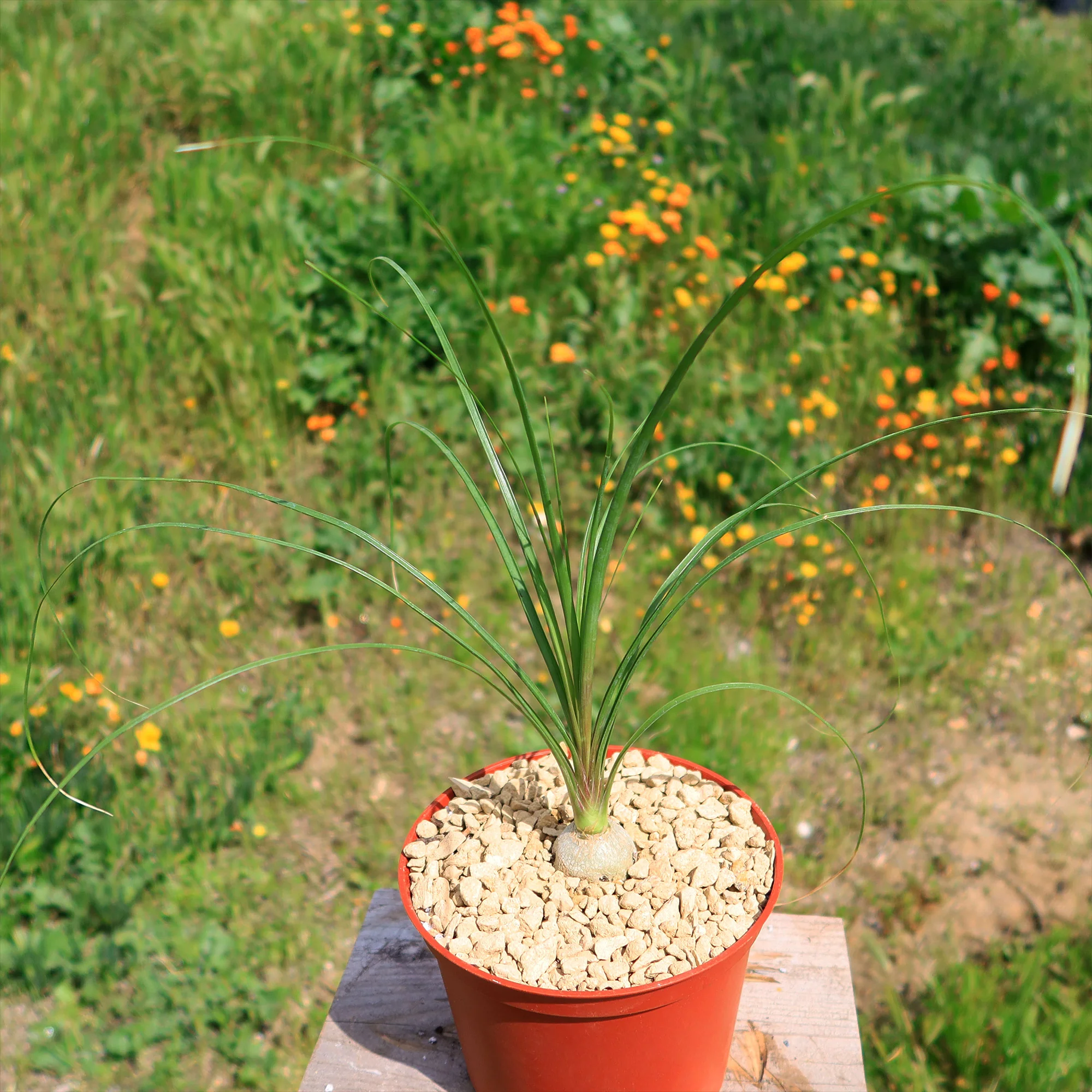 Ponytail palm 'Beaucarnea recurvata'