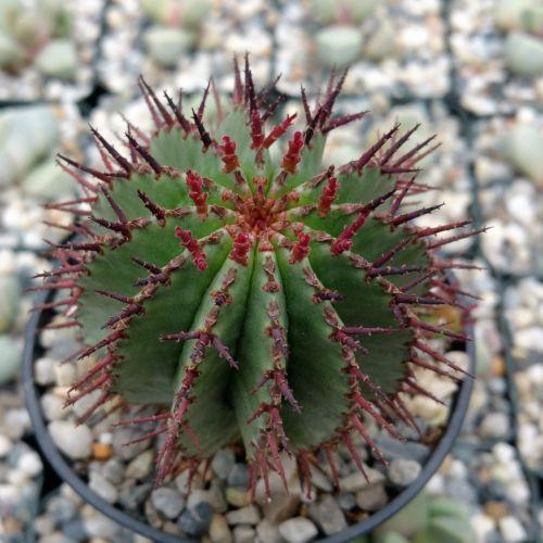 Milk Barrel Cactus ��Euphorbia cereiformis��